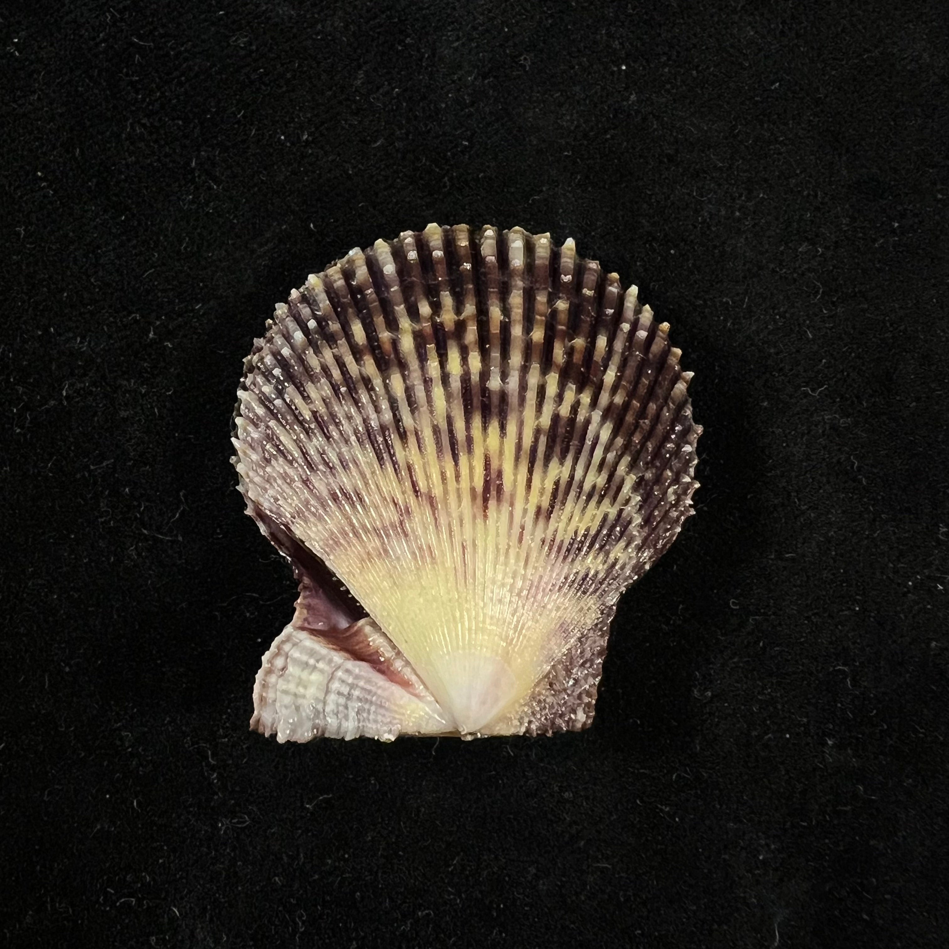 Mimachlamys varia (Linnaeus, 1758) - 40,4mm