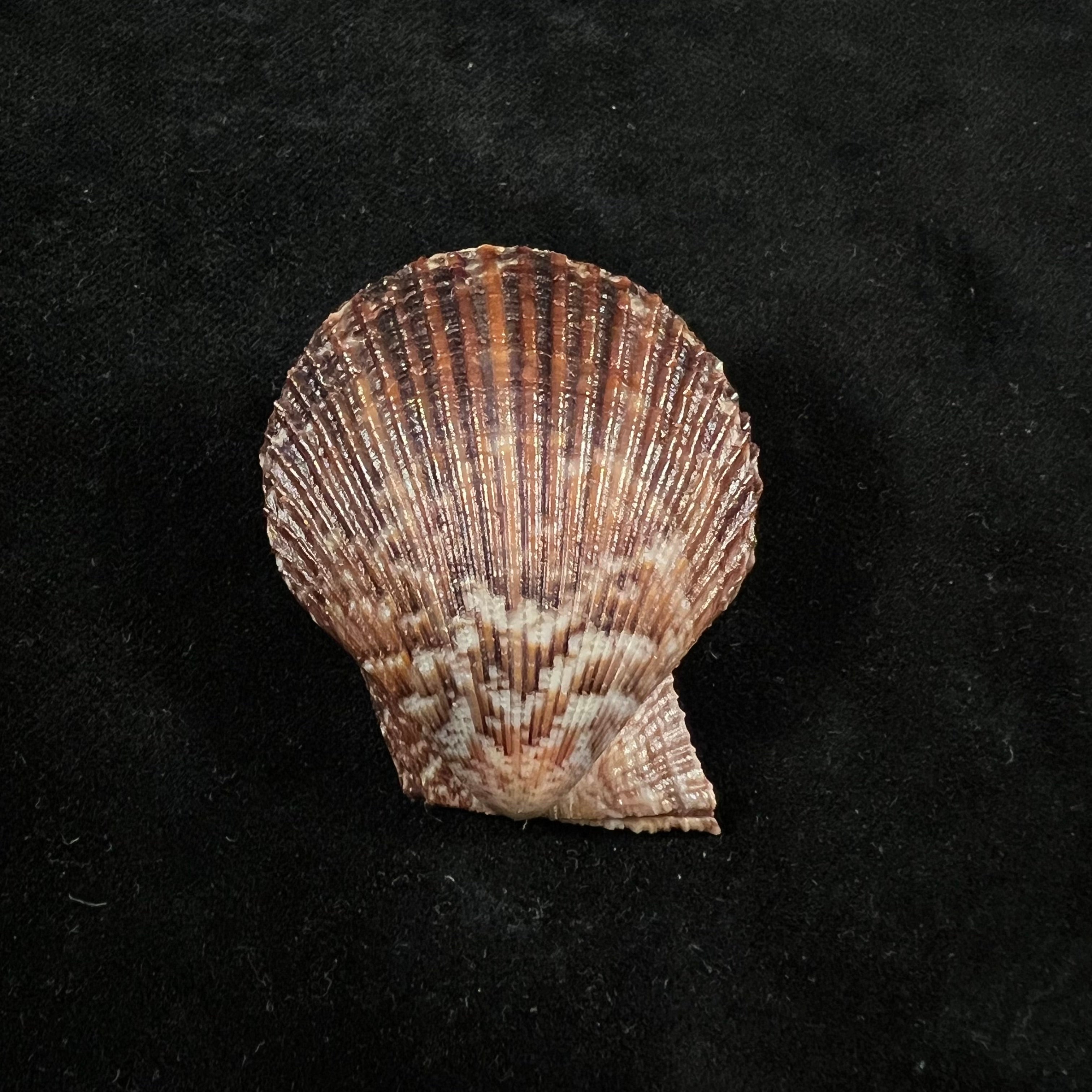 Mimachlamys varia (Linnaeus, 1758) - 42,9mm