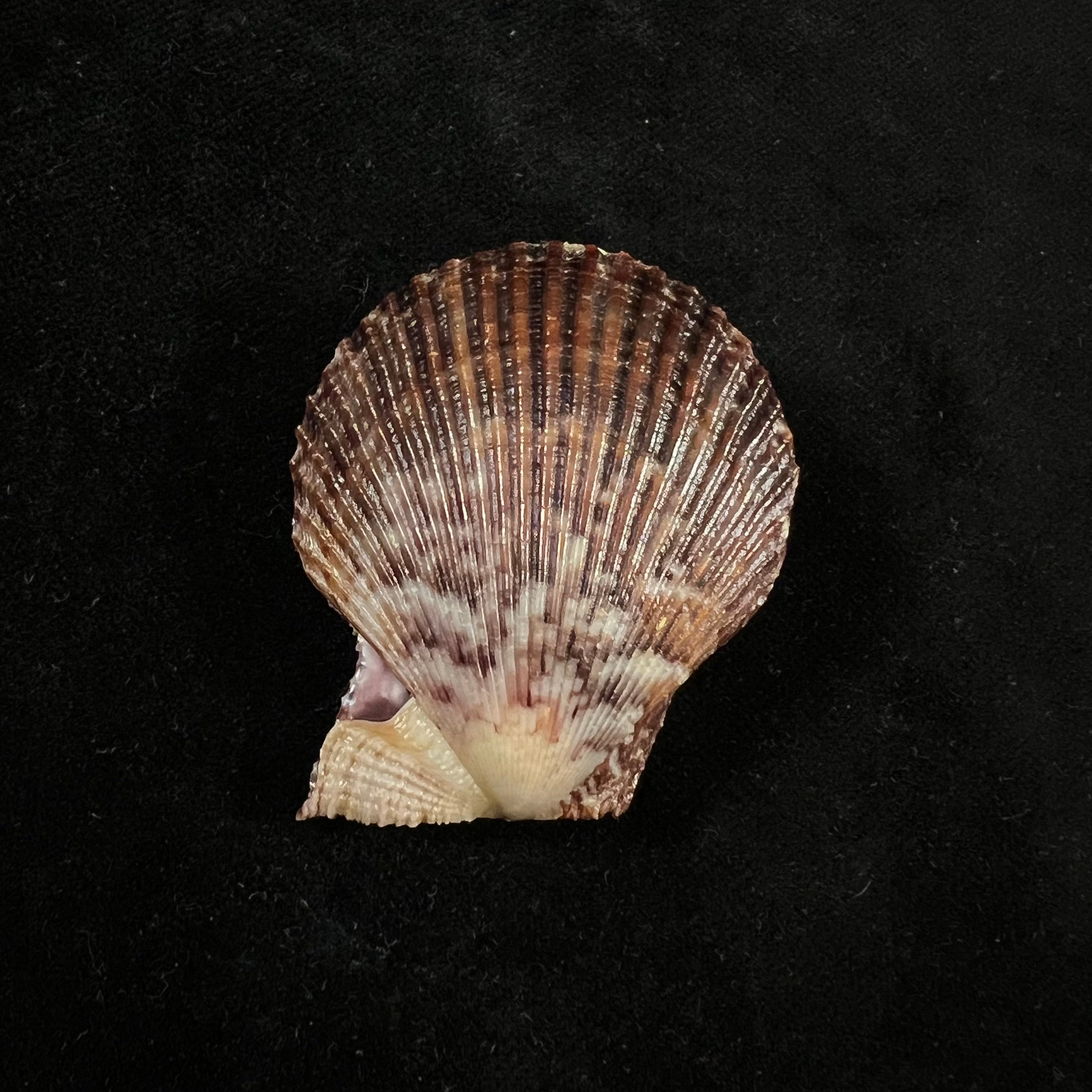 Mimachlamys varia (Linnaeus, 1758) - 42,9mm