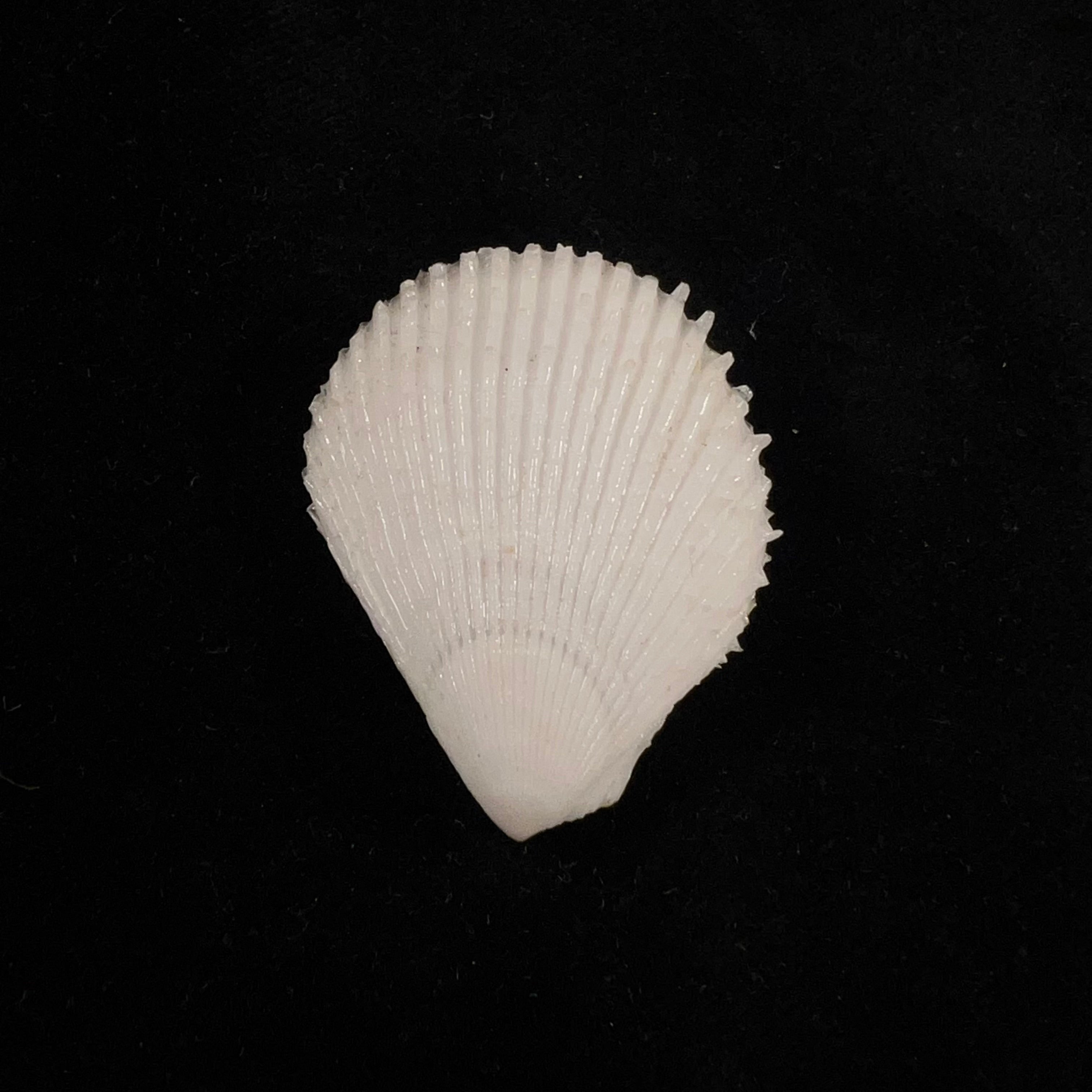 Lima caribaea d'Orbigny, 1853 - 36,6mm