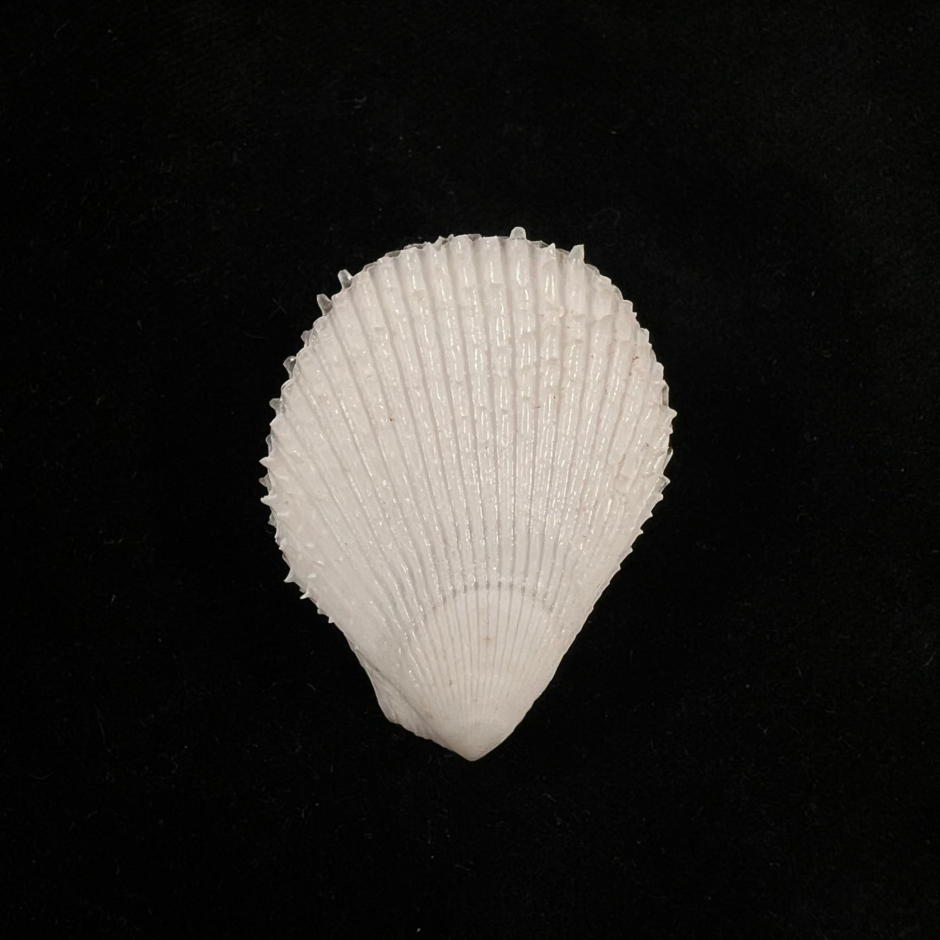 Lima caribaea d'Orbigny, 1853 - 36,6mm