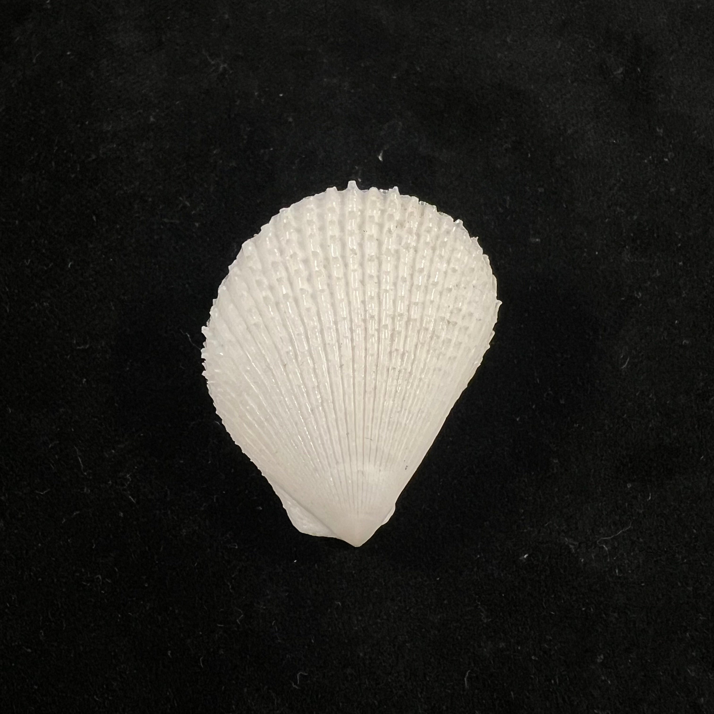 Lima caribaea d'Orbigny, 1853 - 35,8mm