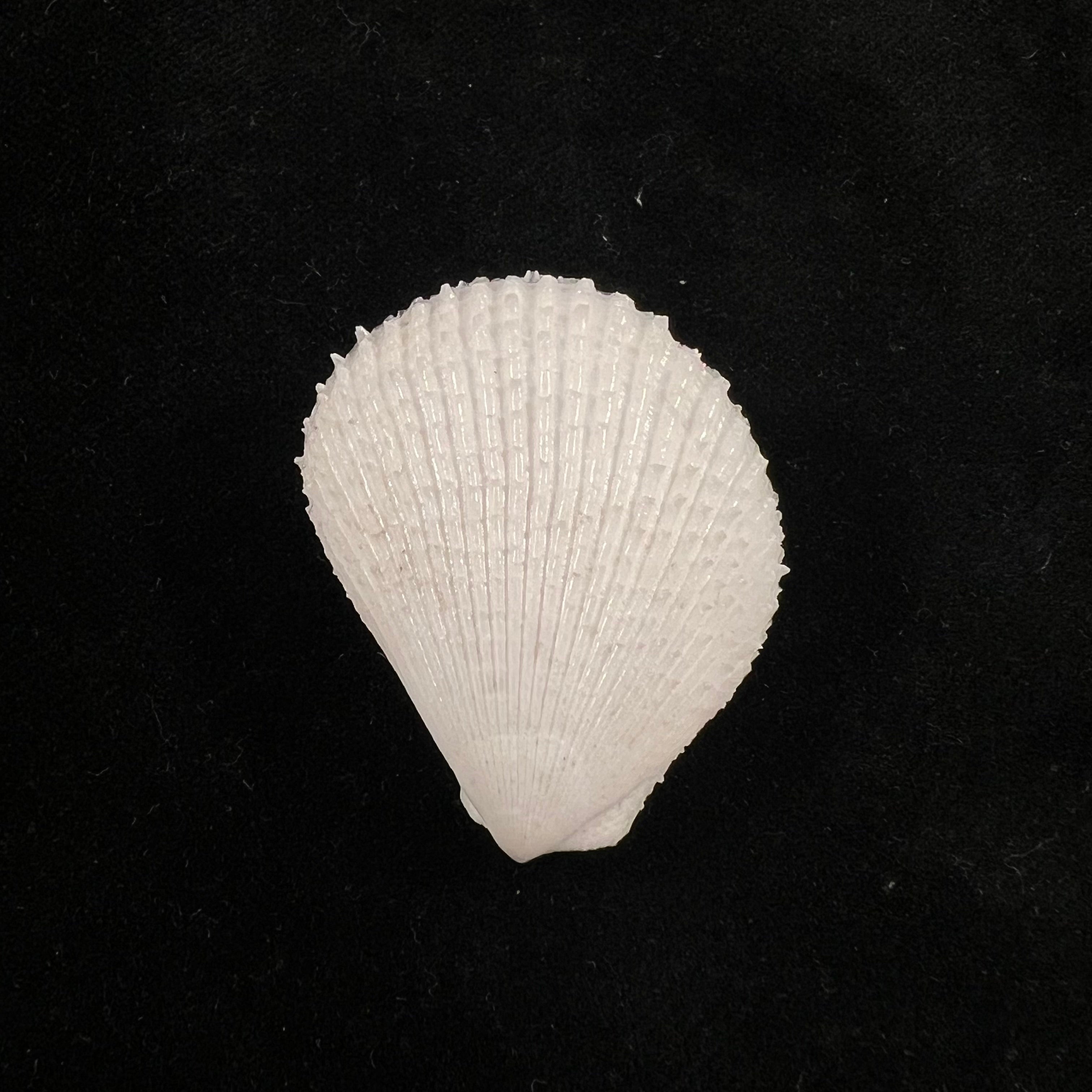 Lima caribaea d'Orbigny, 1853 - 35,8mm