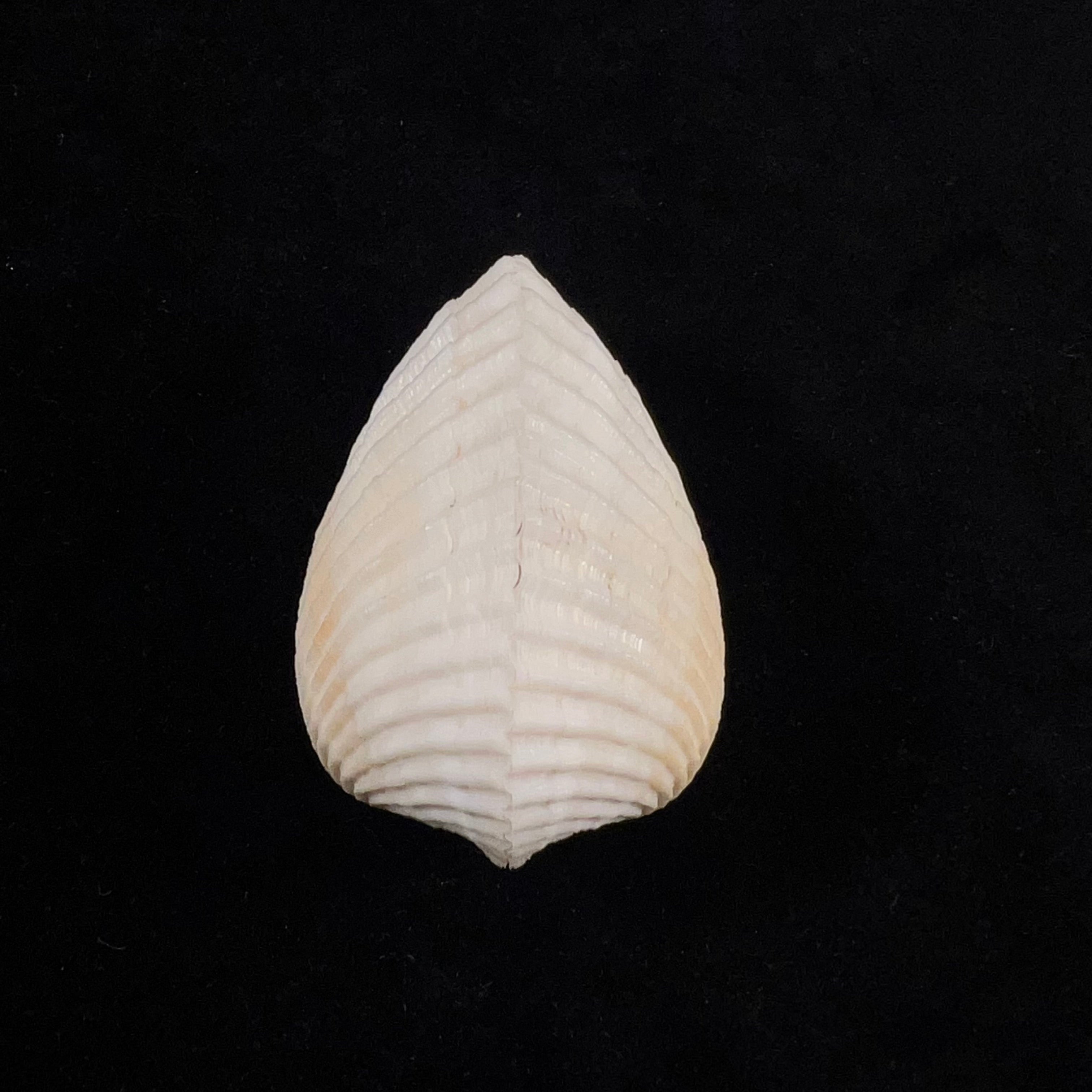 Anadara notabilis (Röding, 1798) - 55,1mm