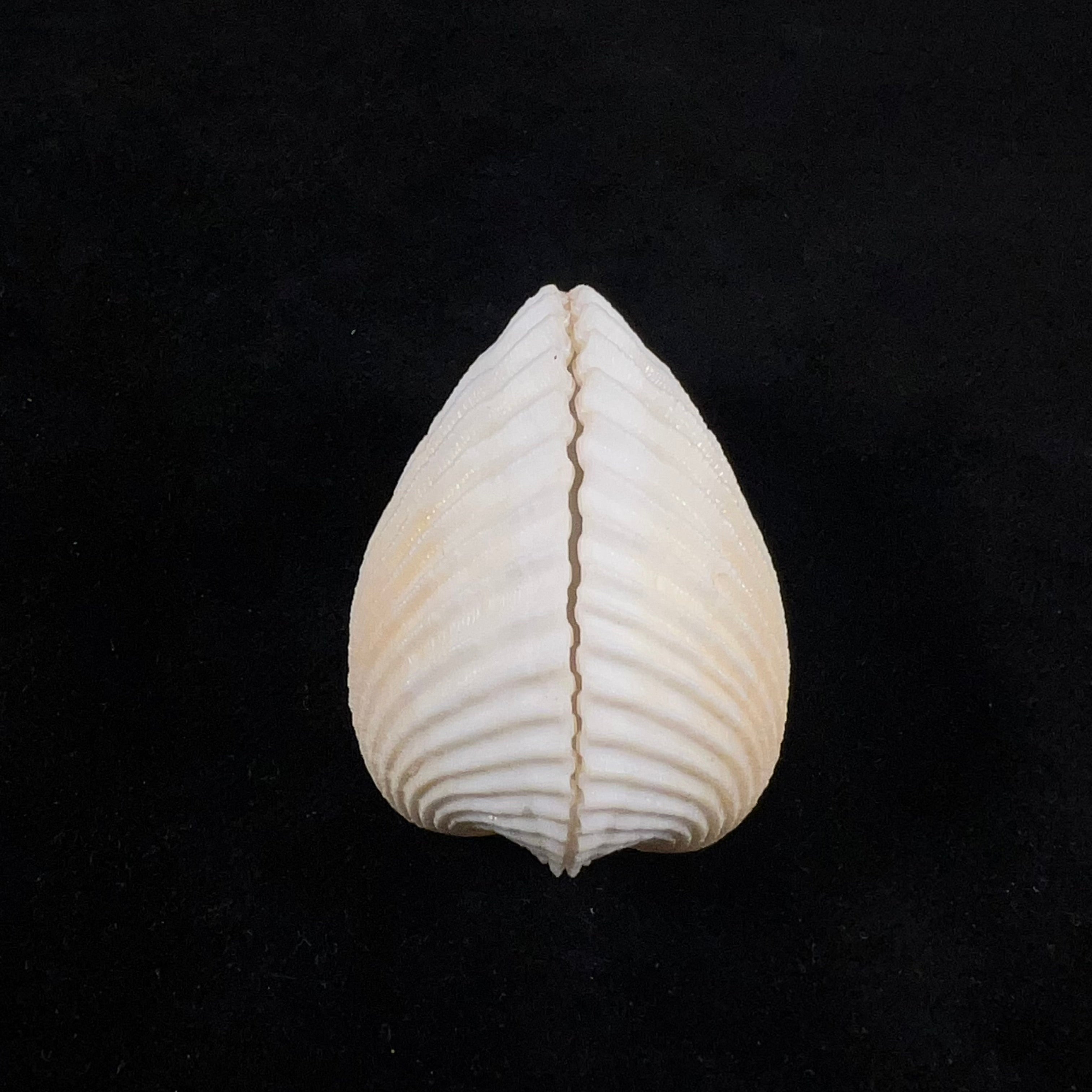 Anadara notabilis (Röding, 1798) - 48mm