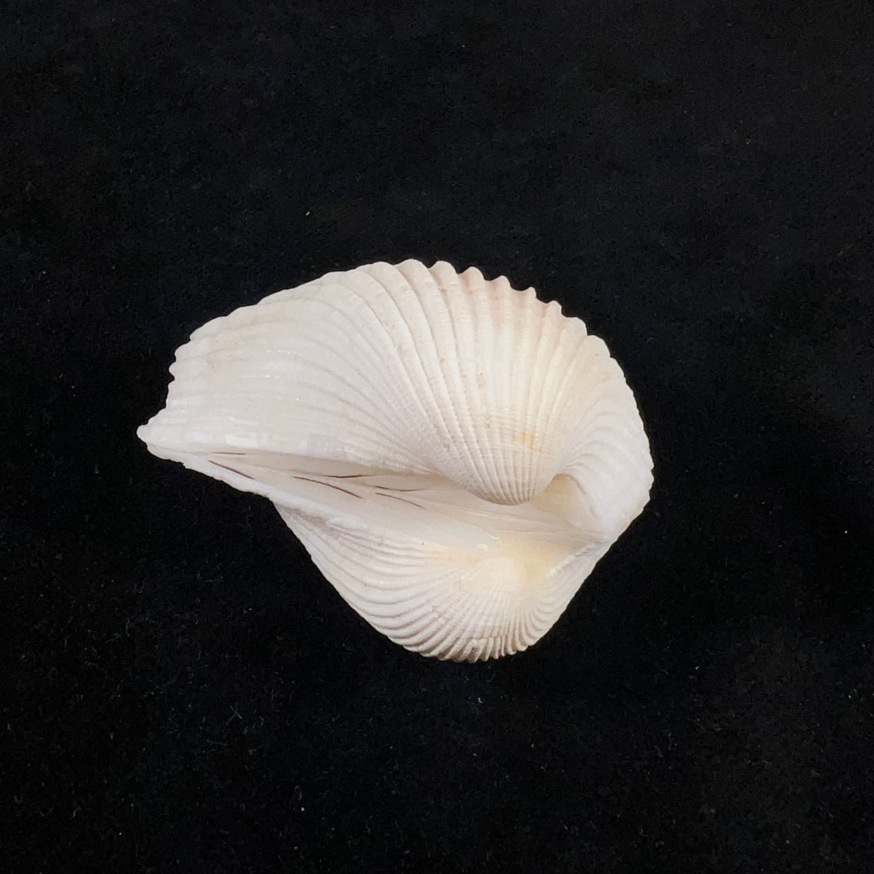 Anadara notabilis (Röding, 1798) - 48mm