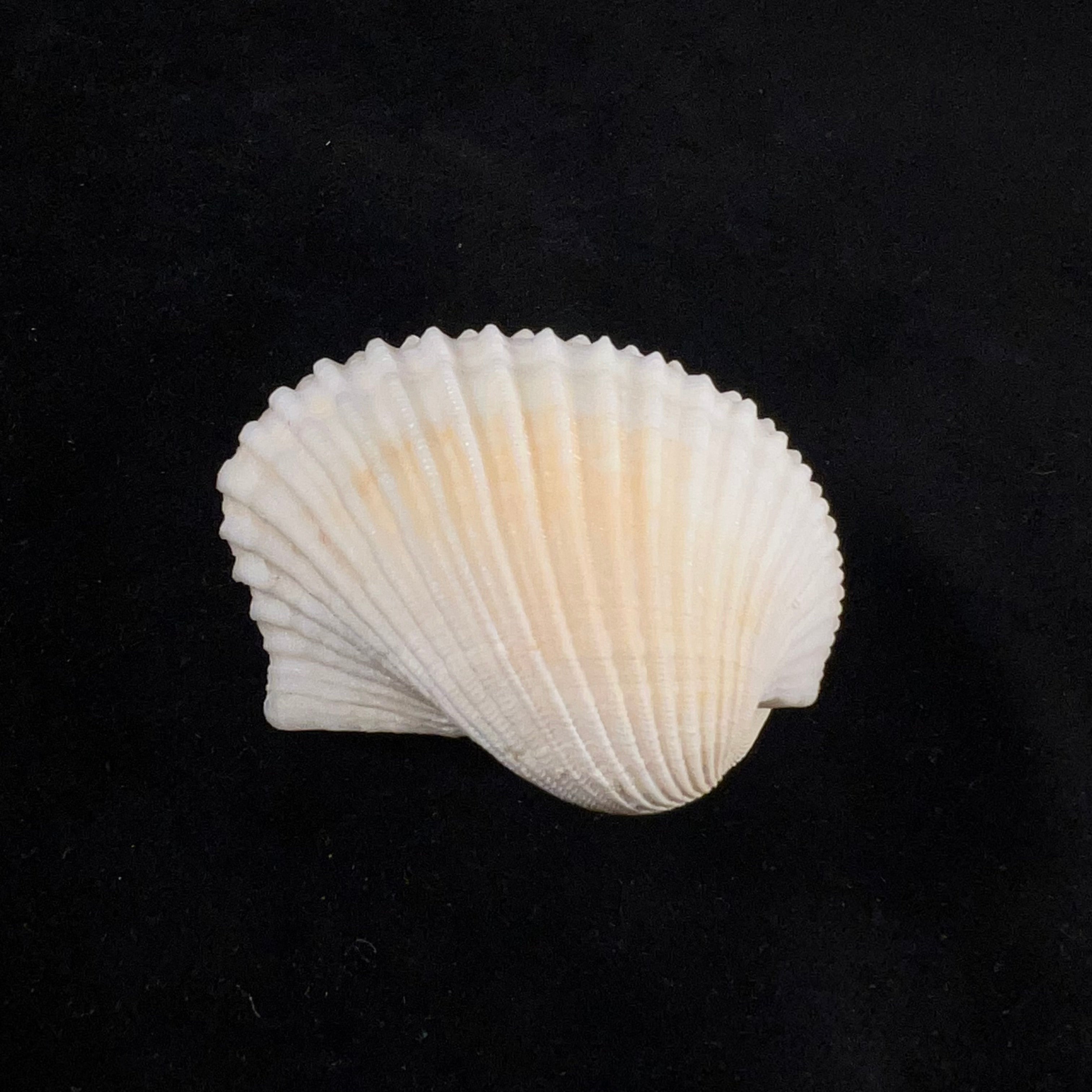 Anadara notabilis (Röding, 1798) - 48mm