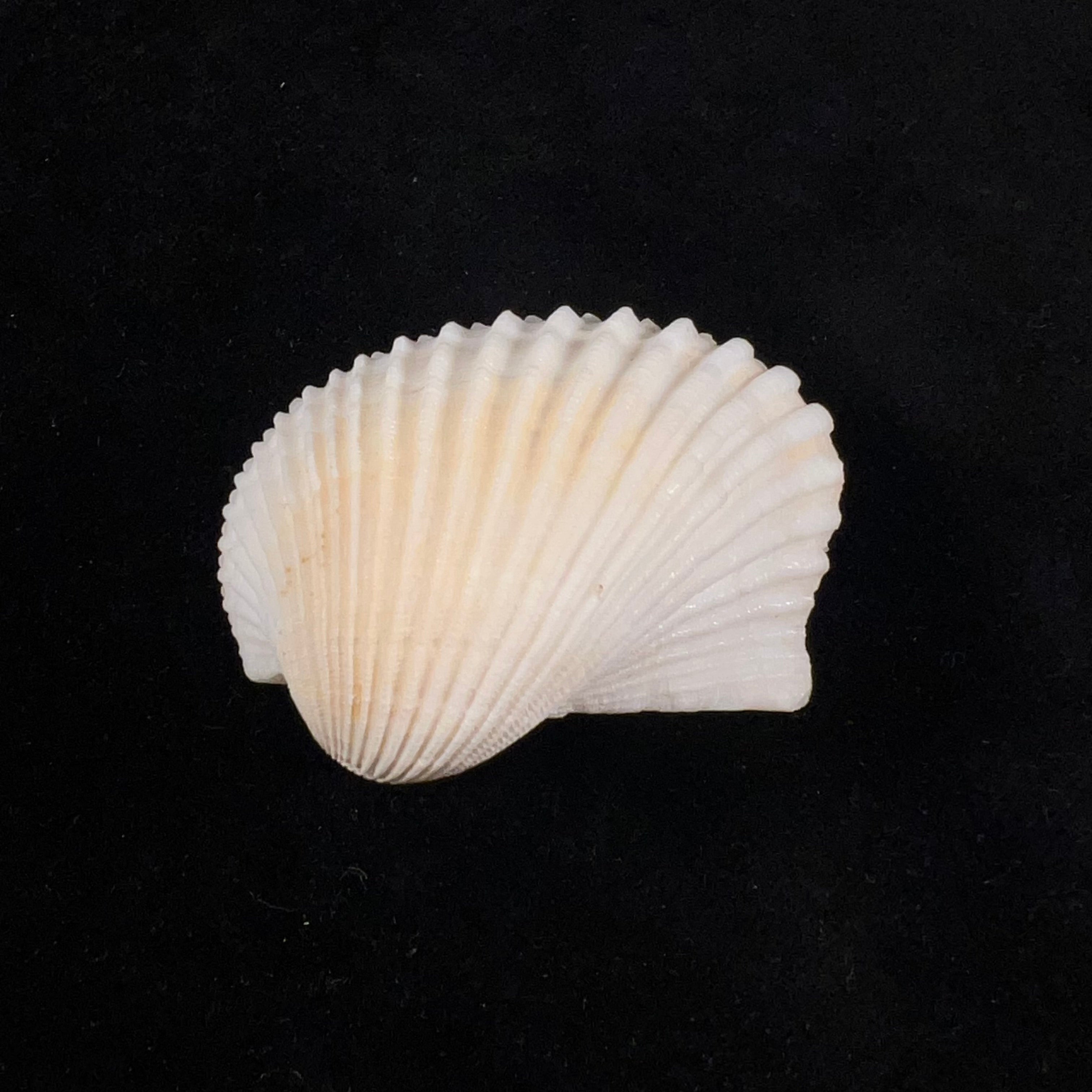 Anadara notabilis (Röding, 1798) - 48mm