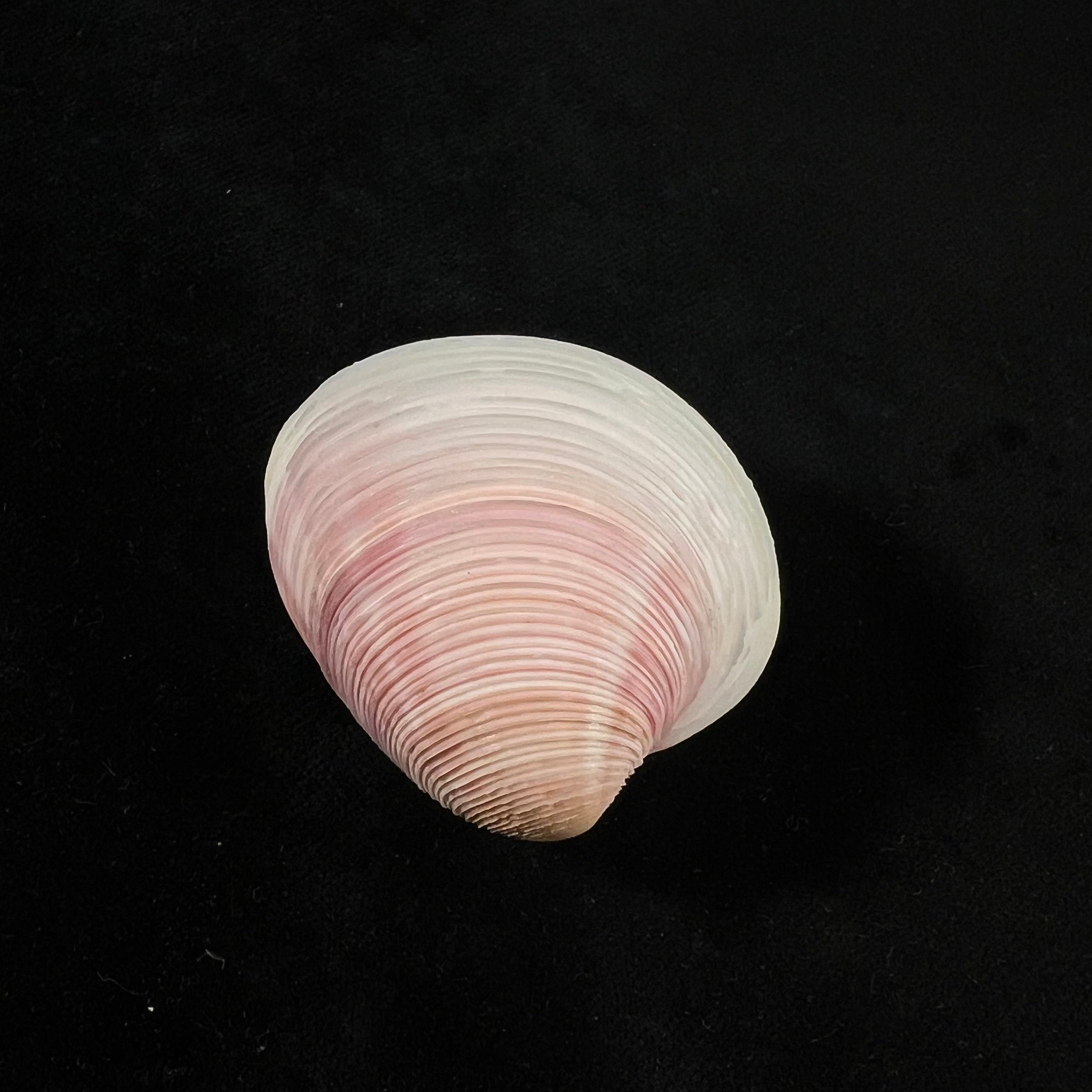 Lamelliconcha circinata (Born, 1778) - 45,3mm