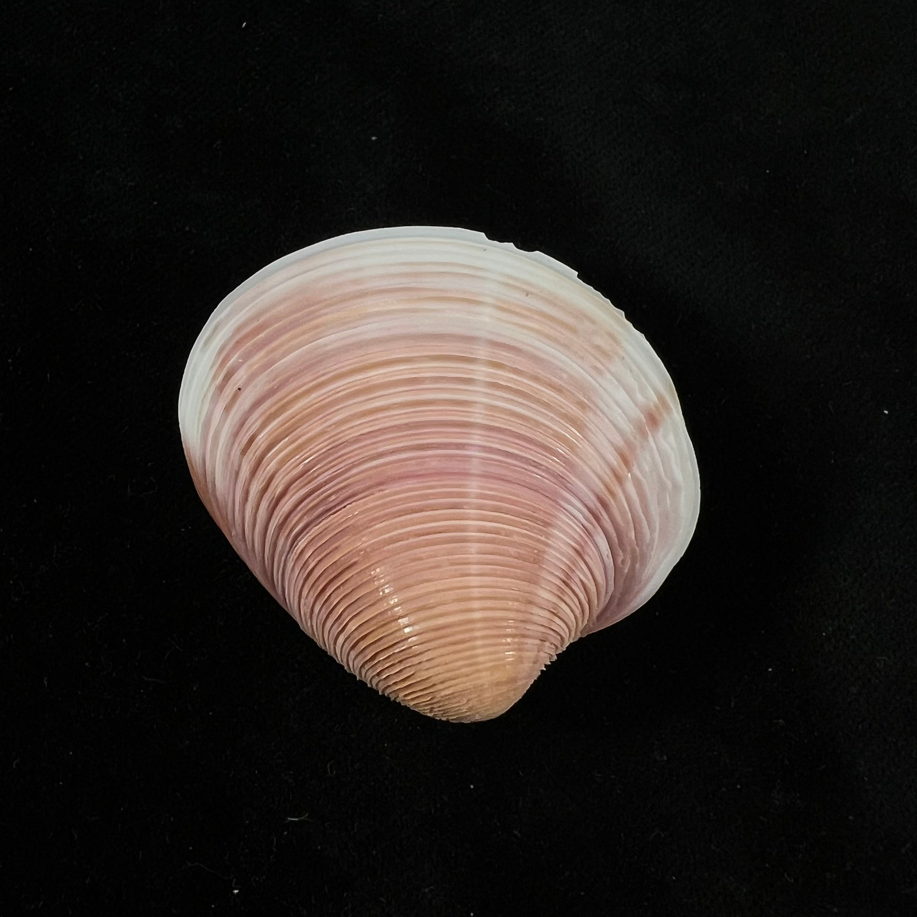 Lamelliconcha circinata (Born, 1778) - 43,1mm