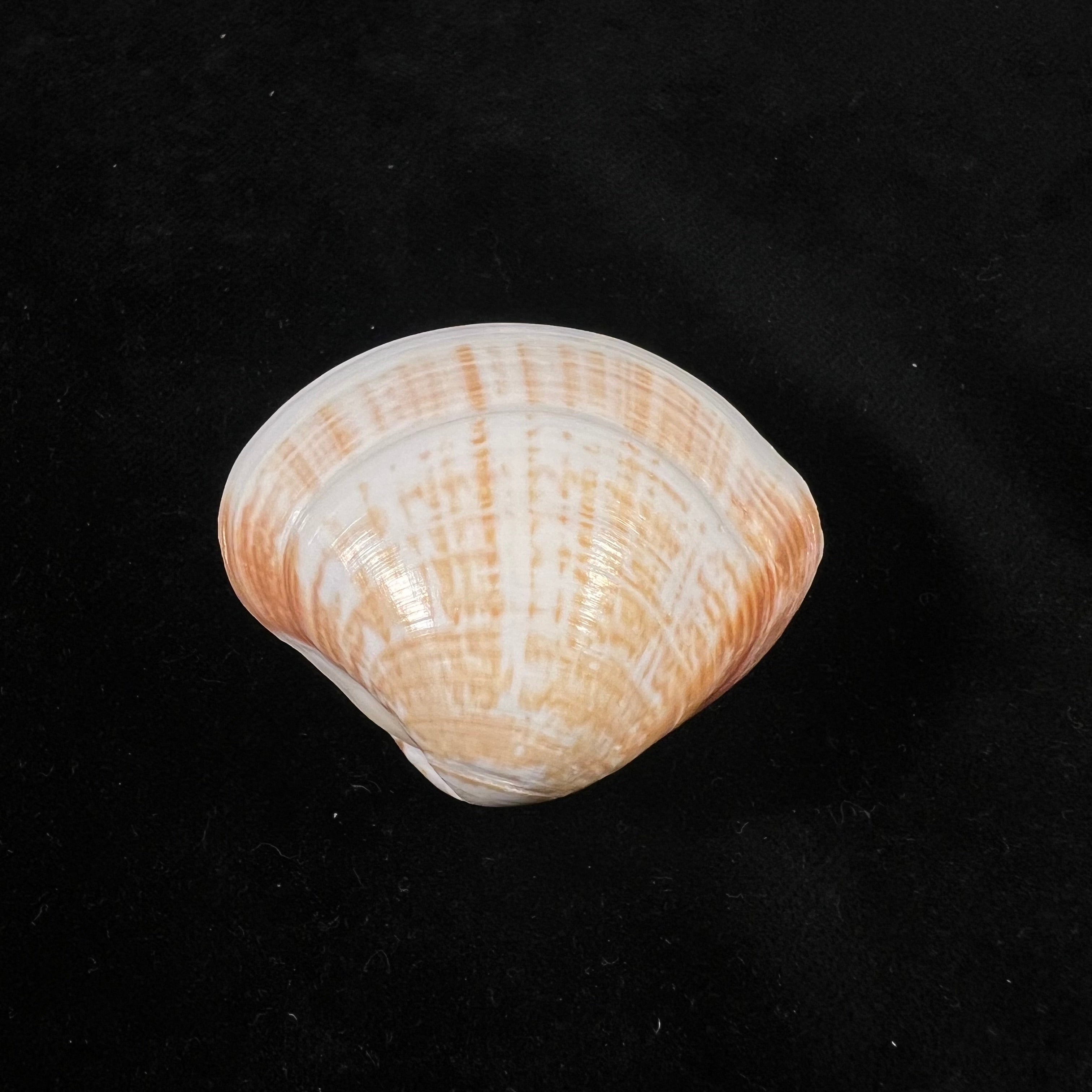 Tivela fulminata (Bory de Saint-Vincent, 1827) - 48,7mm