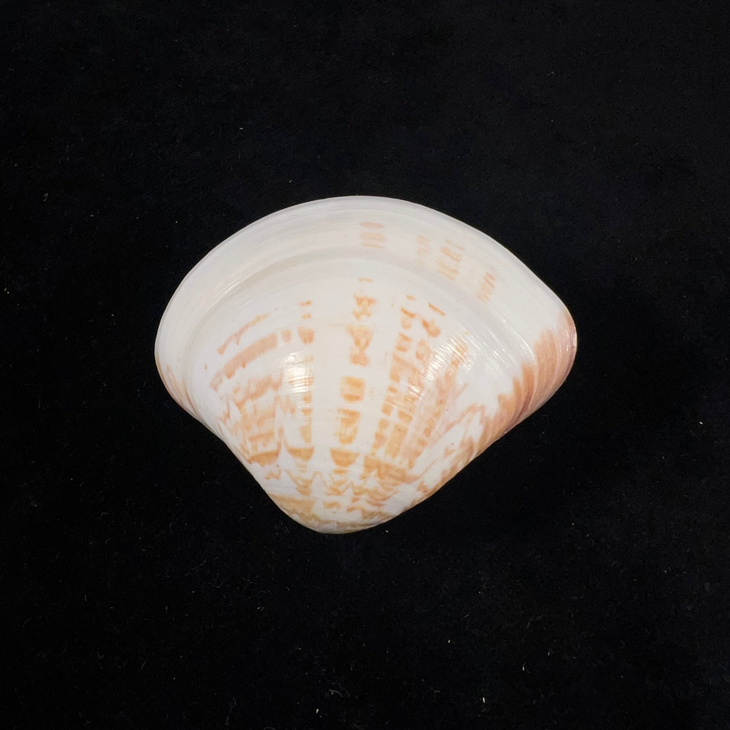 Tivela fulminata (Bory de Saint-Vincent, 1827) - 54,1mm