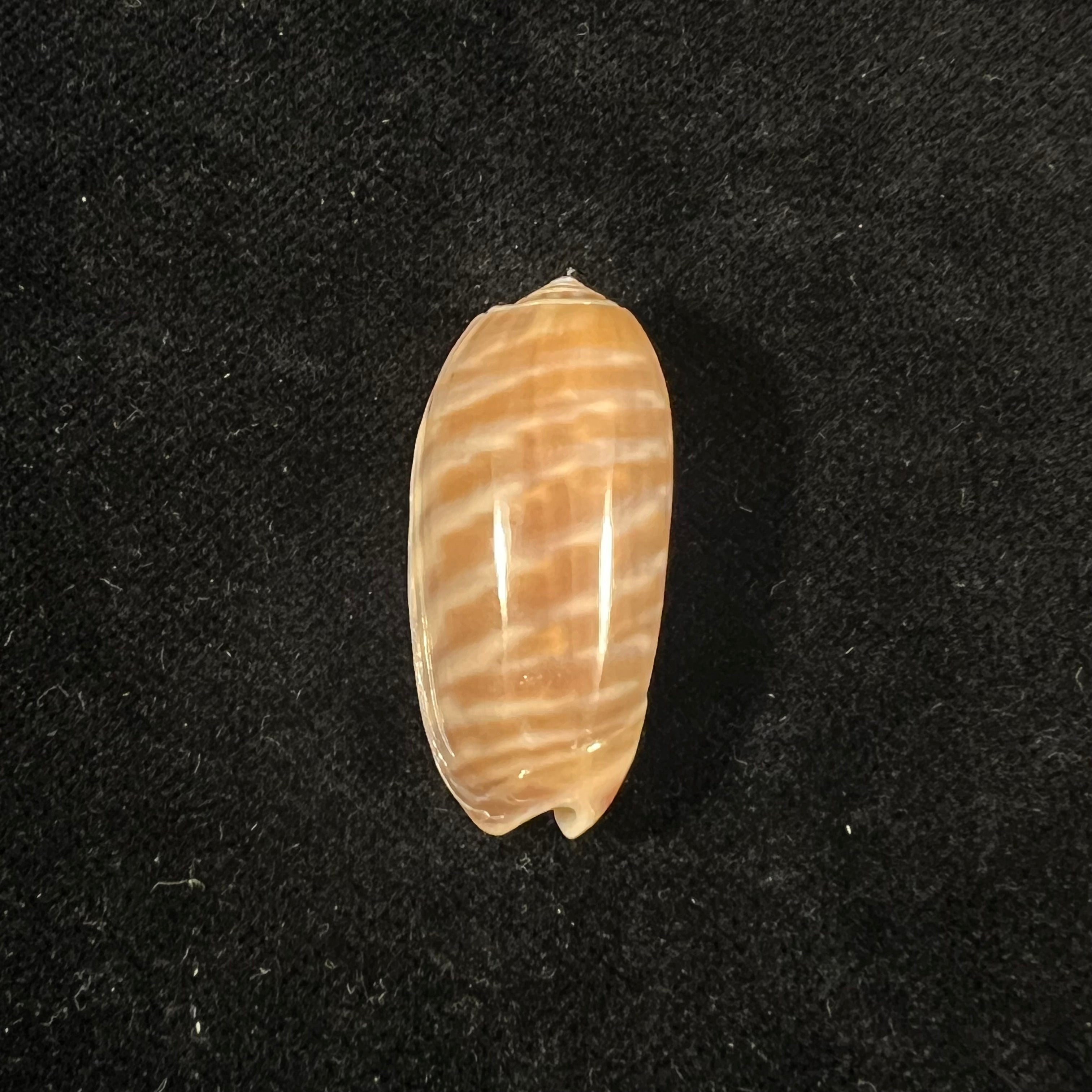 Oliva rufula Duclos, 1840 - 32,4mm