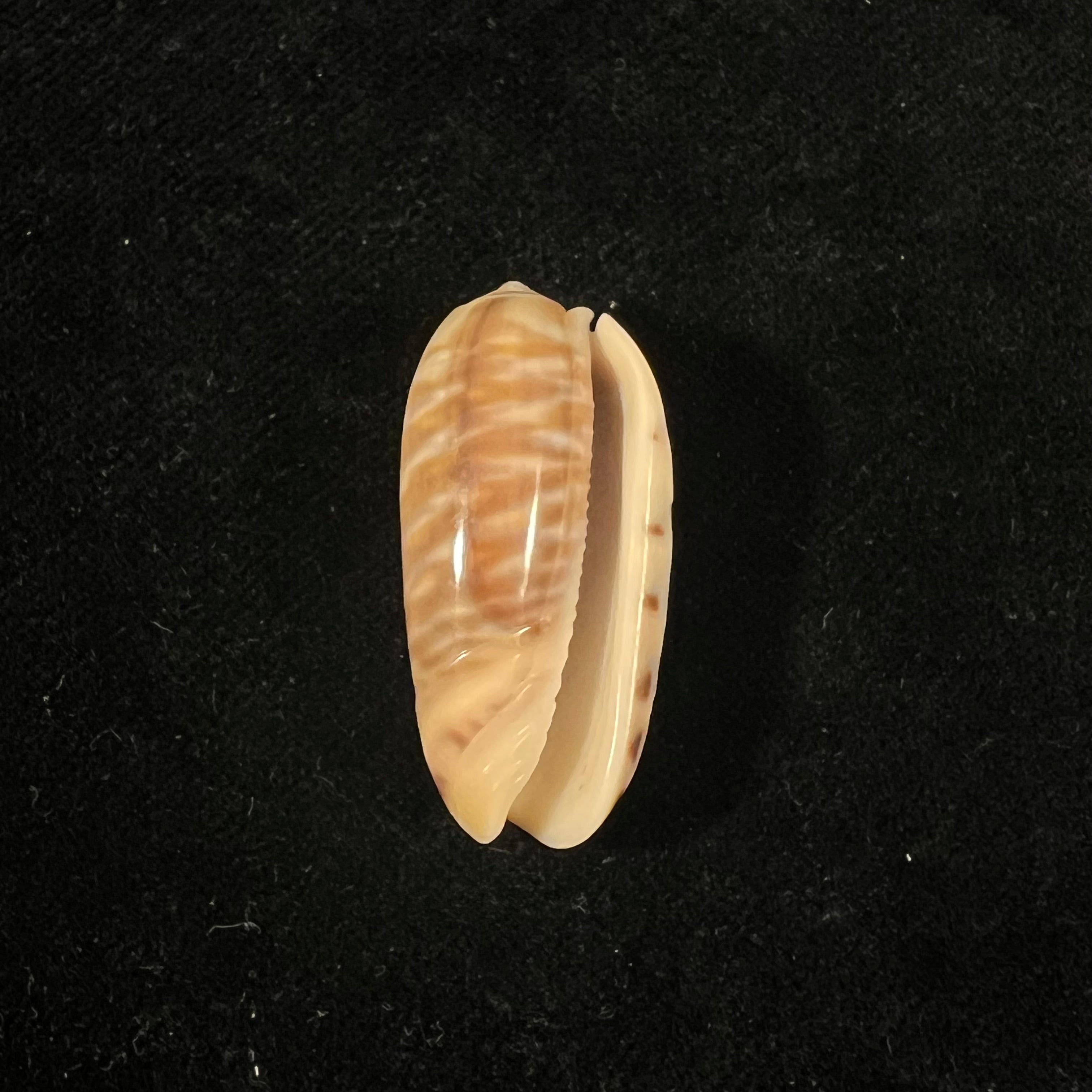 Oliva rufula Duclos, 1840 - 32,4mm