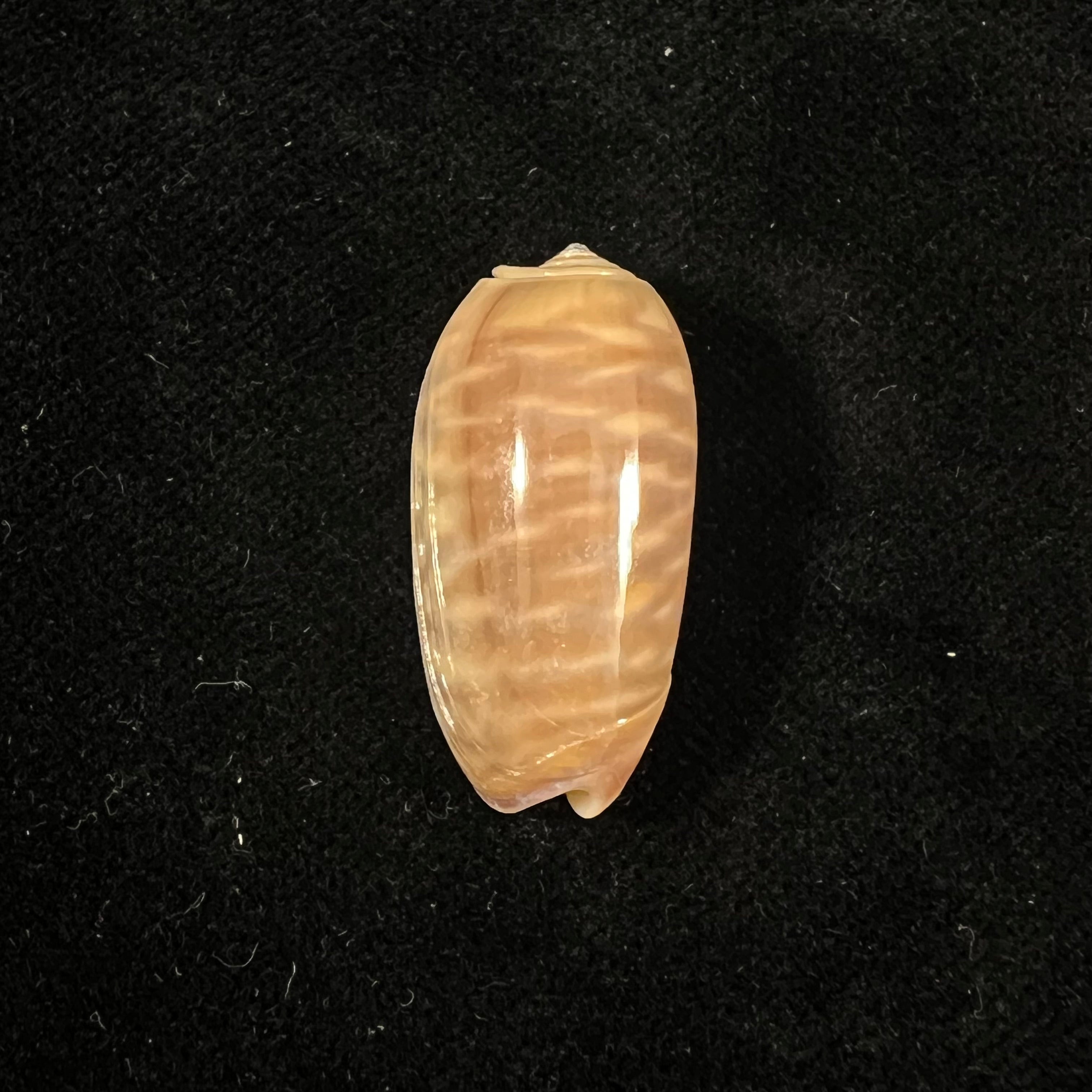 Oliva rufula Duclos, 1840 - 29mm