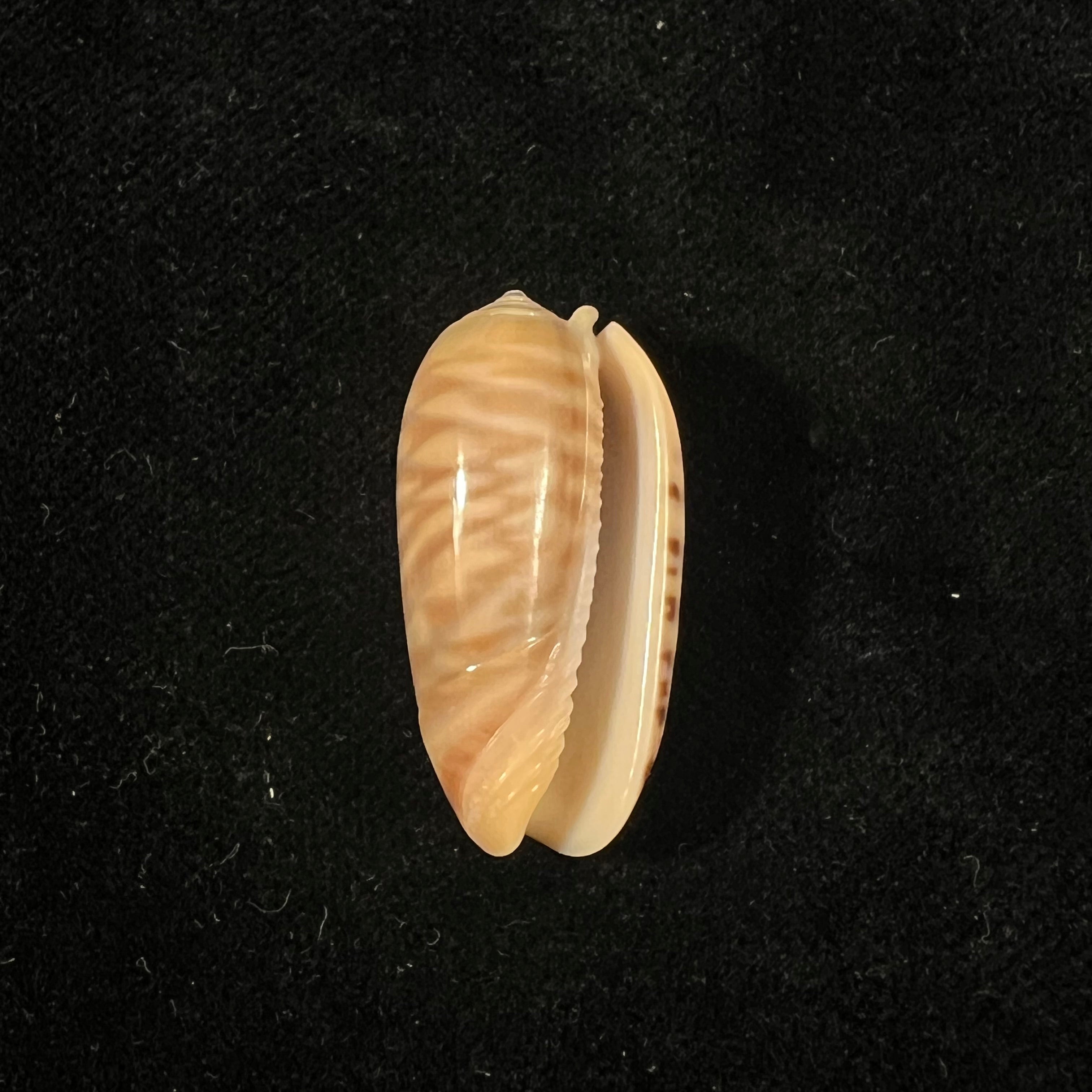 Oliva rufula Duclos, 1840 - 29mm