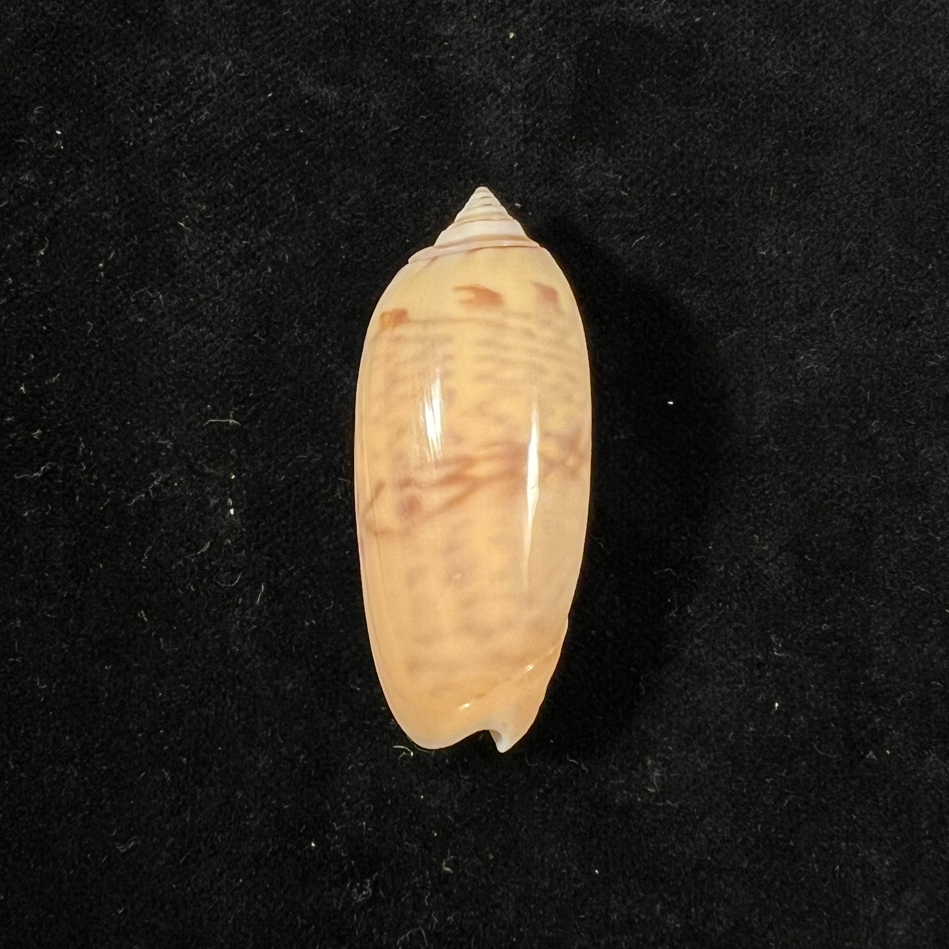 Oliva hirasei Kuroda & Habe, 1952 - 45mm