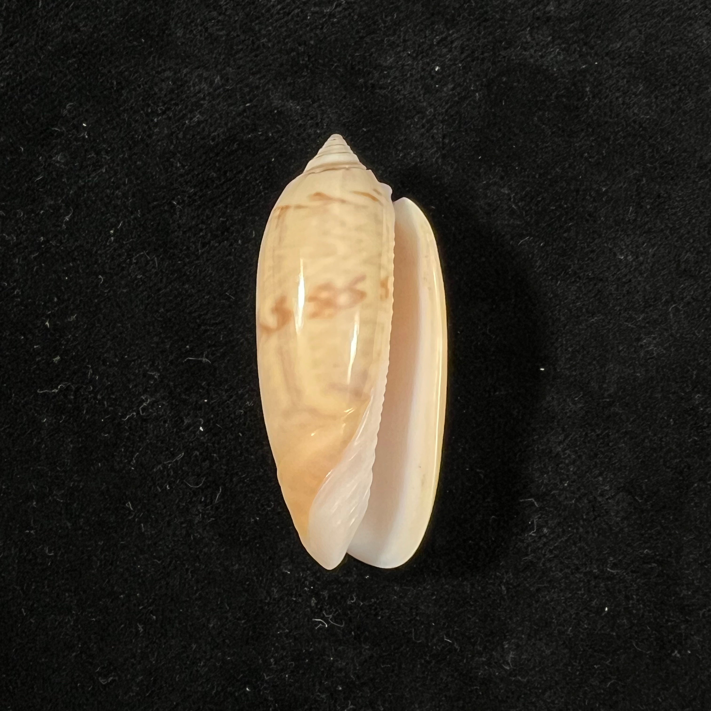 Oliva hirasei Kuroda & Habe, 1952 - 45mm