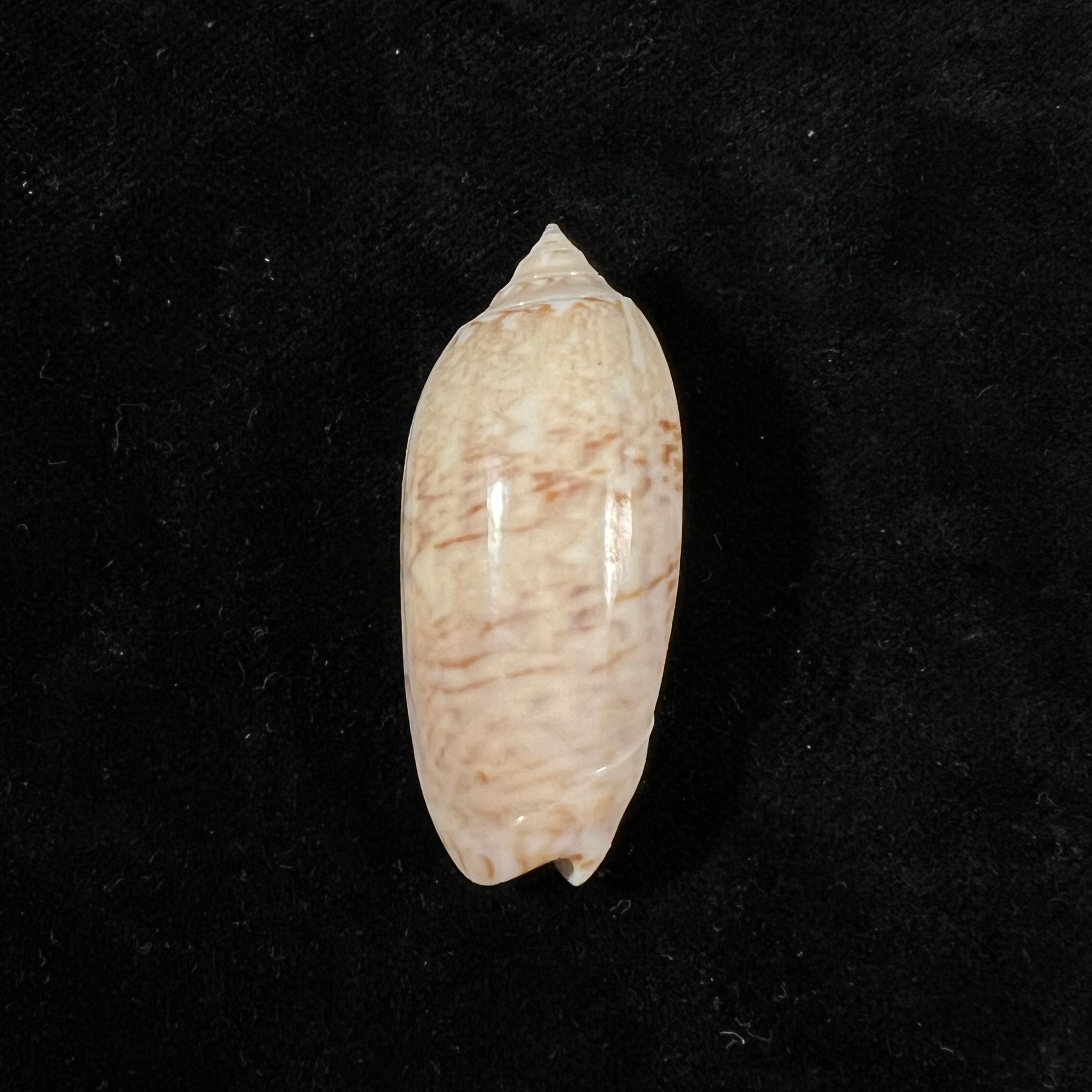 Oliva sayana Ravenel，1834年 - 43,7毫米
