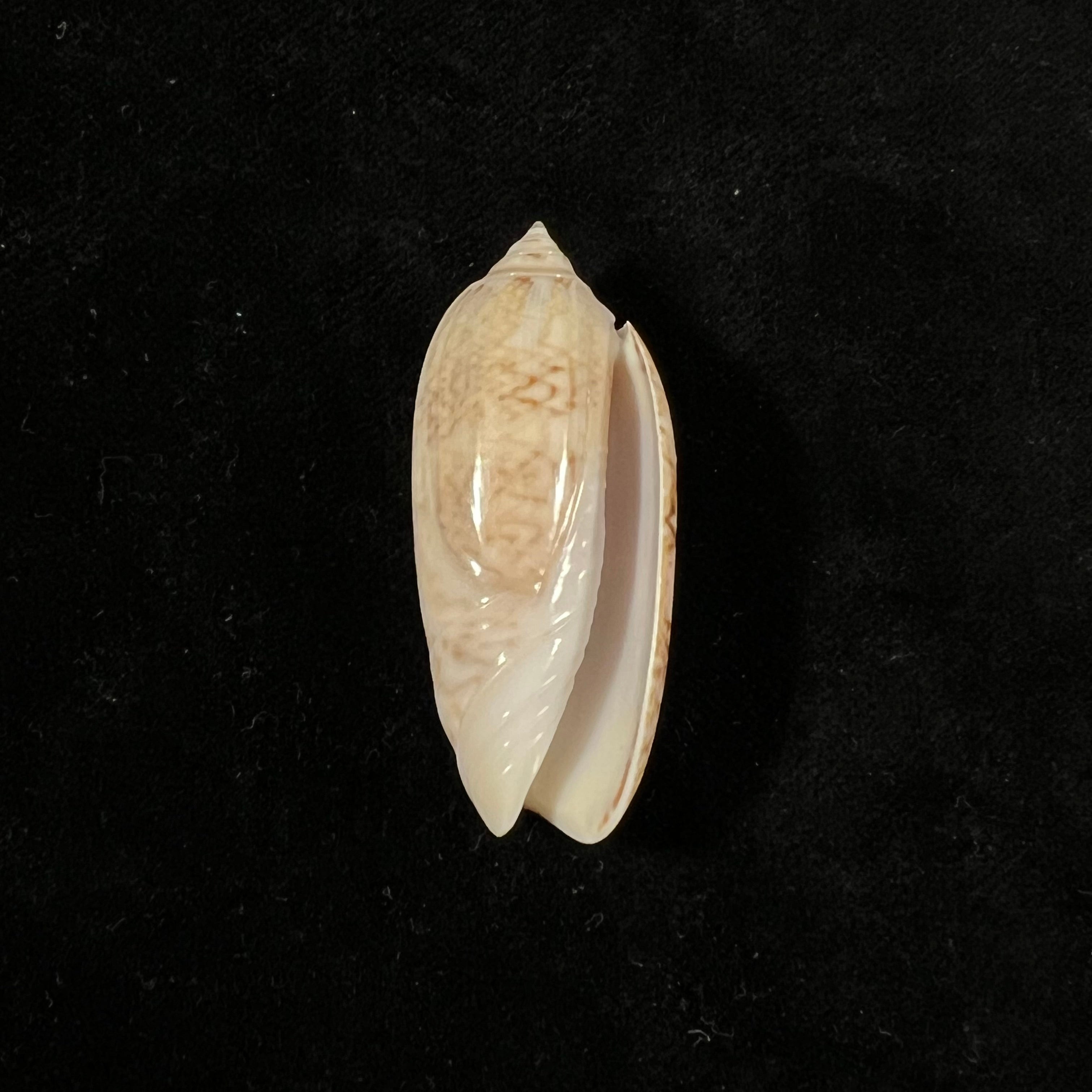 Oliva sayana Ravenel, 1834 - 43,7mm