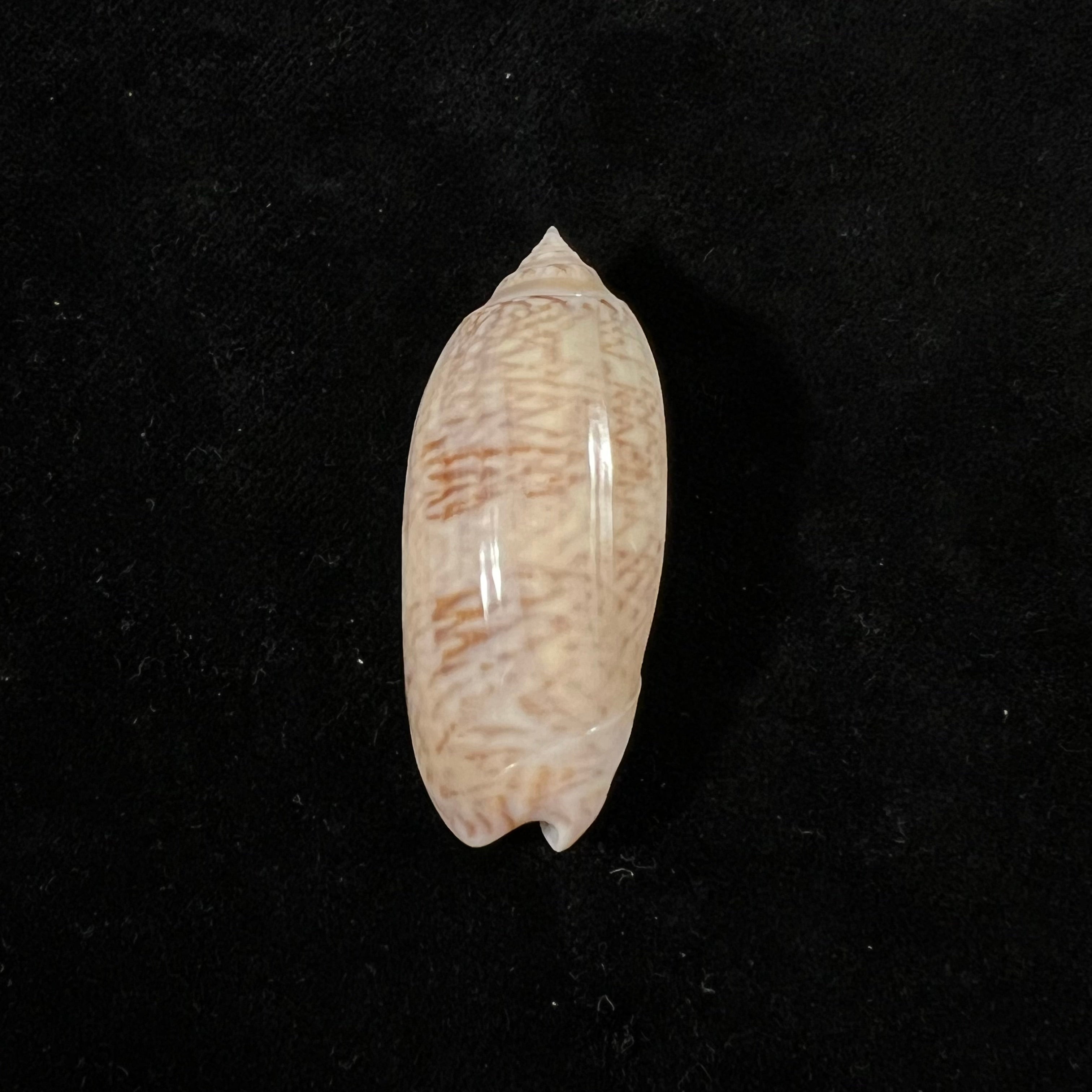 Oliva sayana Ravenel, 1834 - 45,3mm