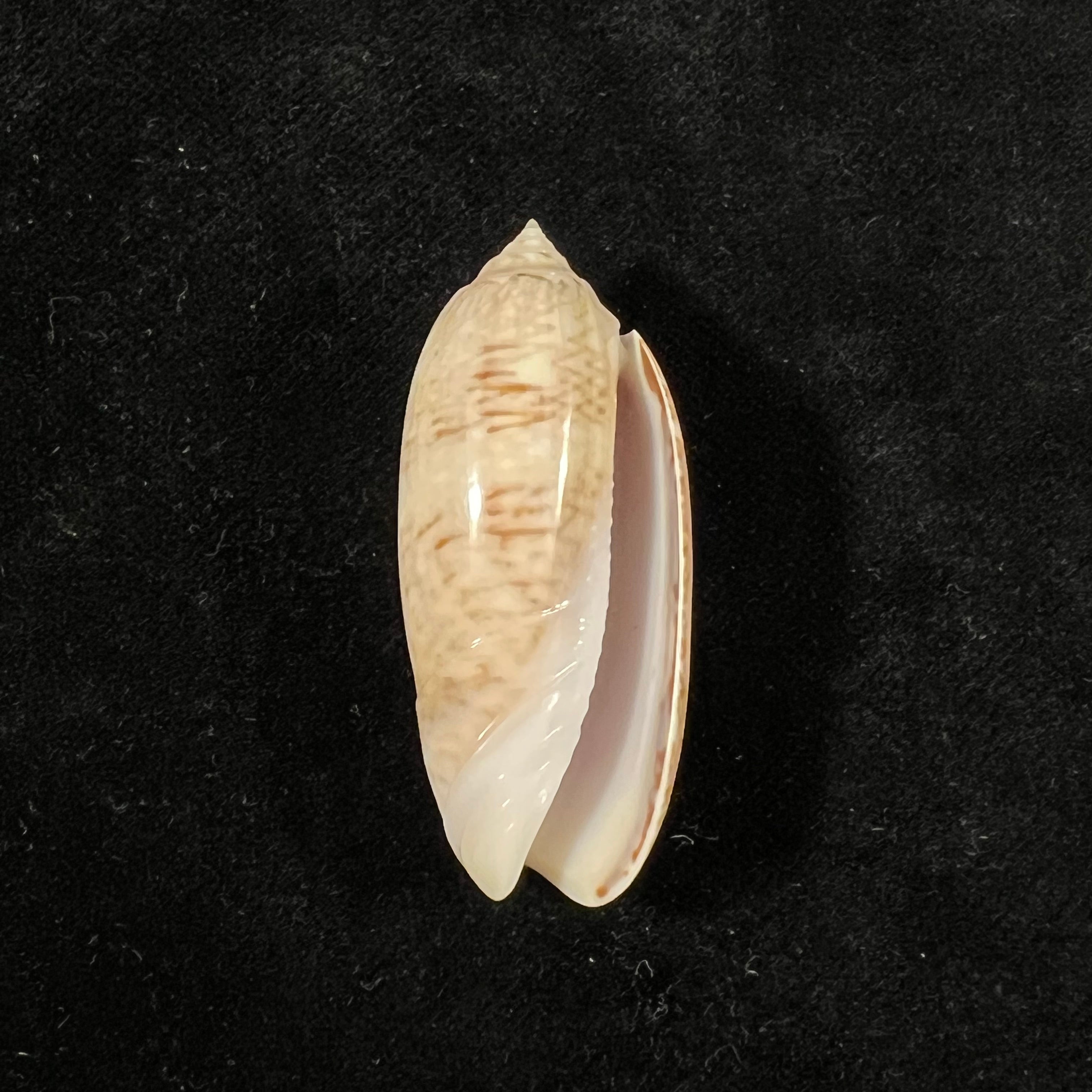 Oliva sayana Ravenel, 1834 - 45,3mm