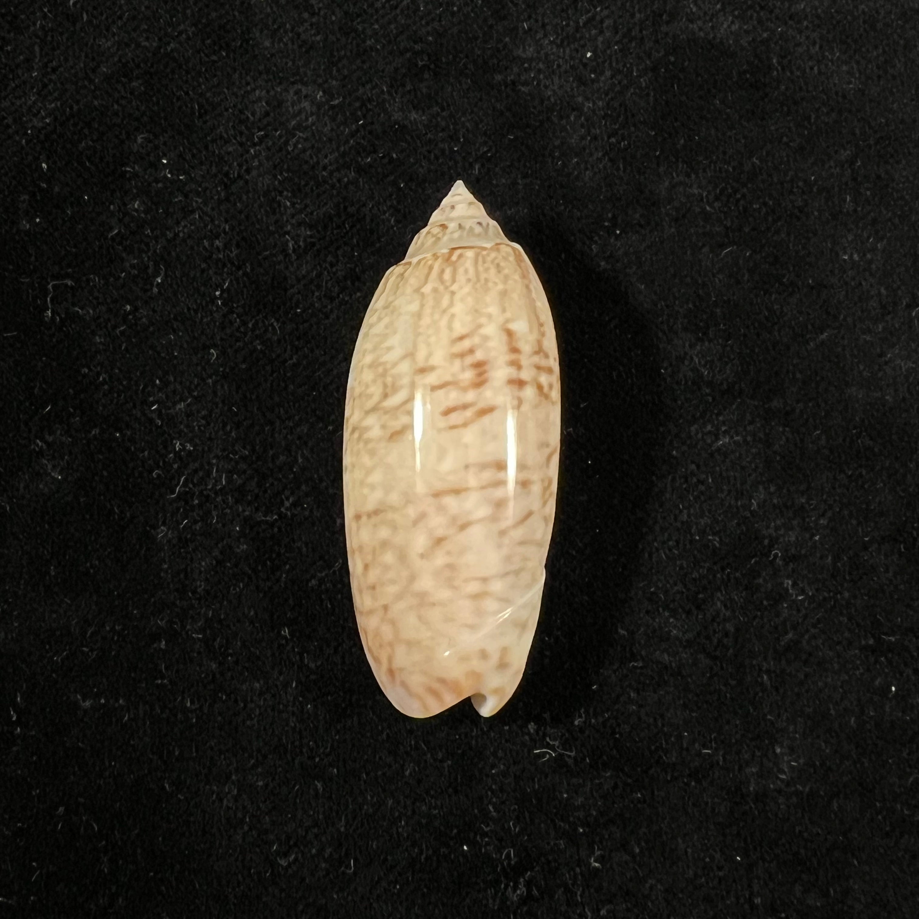 Oliva sayana Ravenel, 1834 - 44,8mm