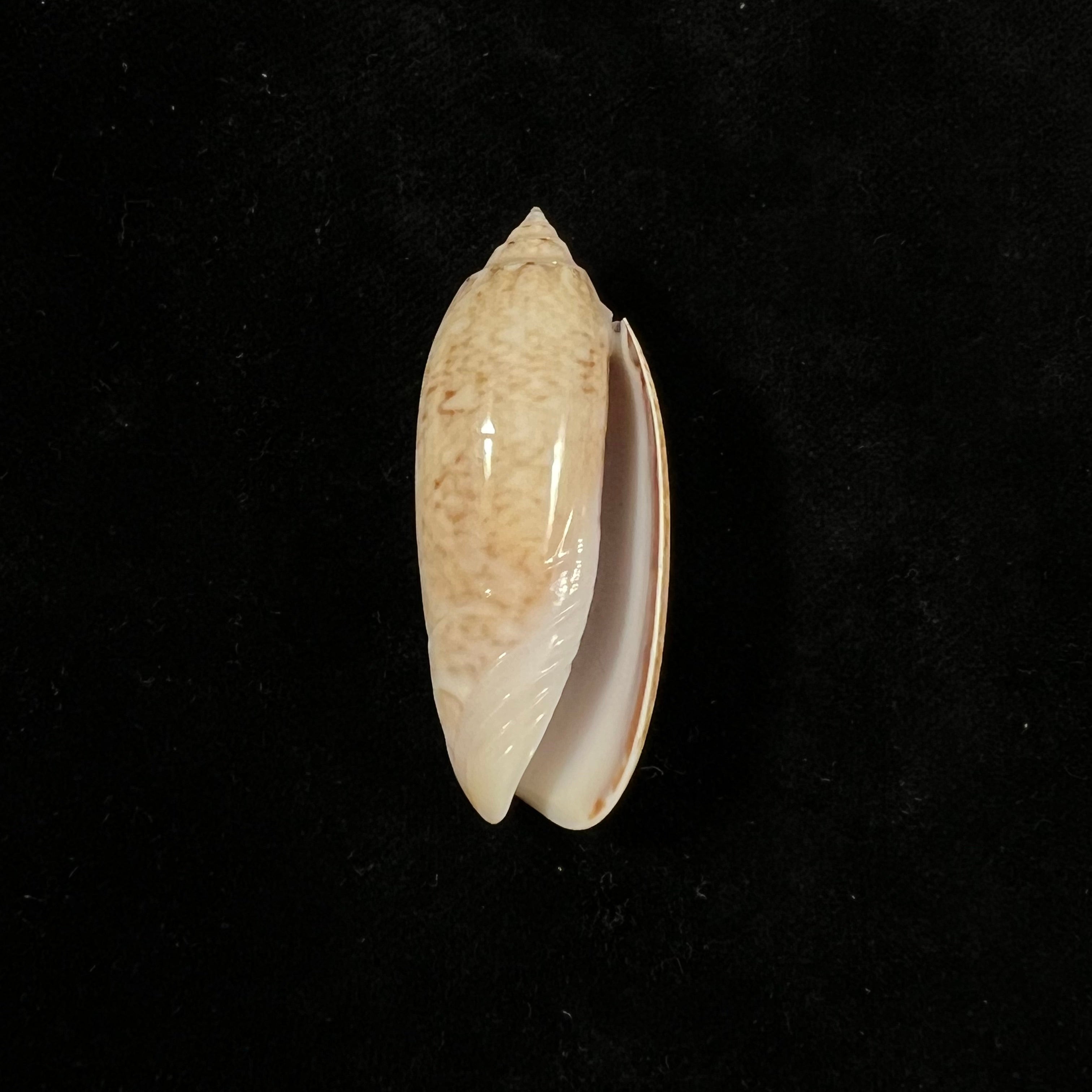 Oliva sayana Ravenel，1834年 - 44,8毫米