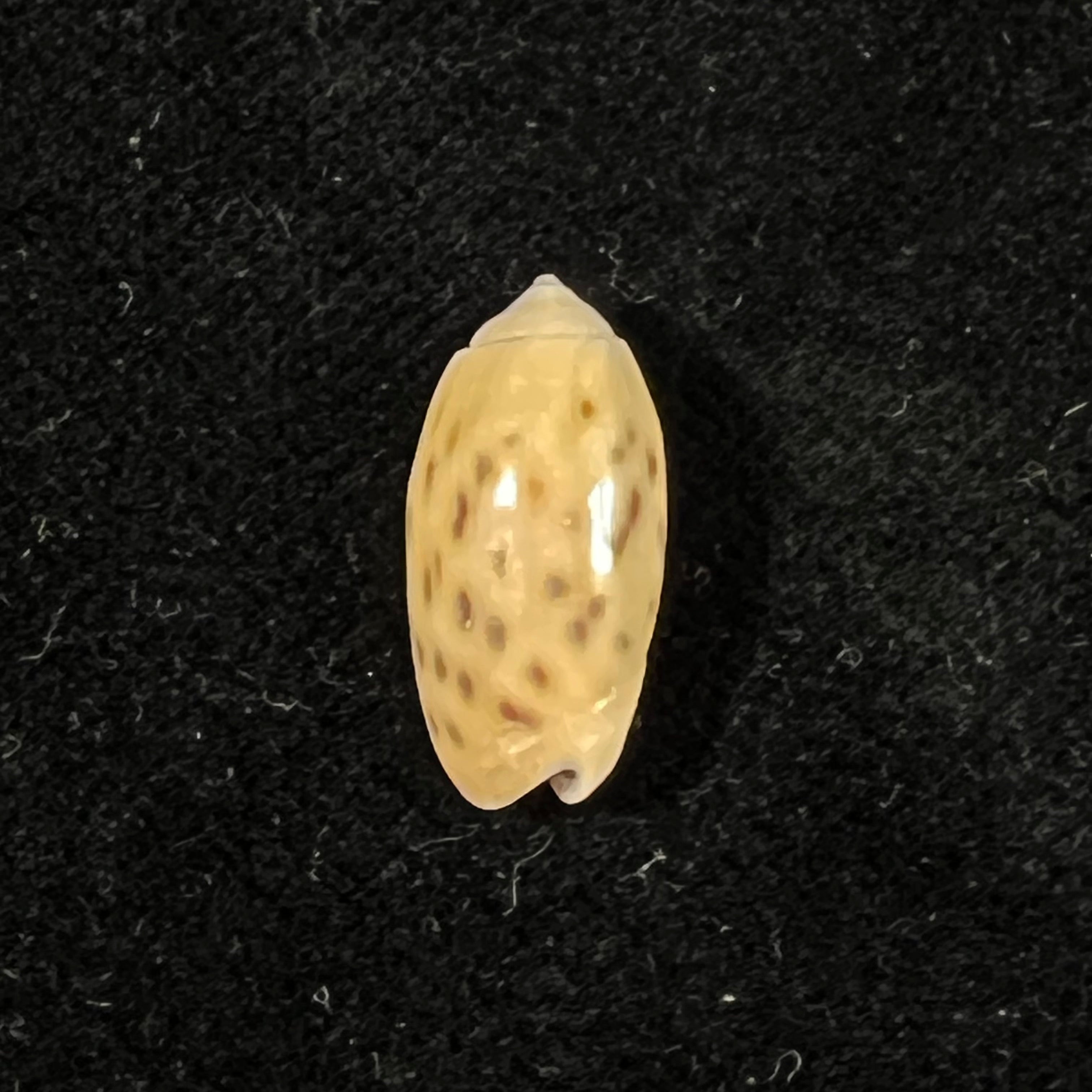 Oliva guttata Fischer von Waldheim, 1808 - 18mm