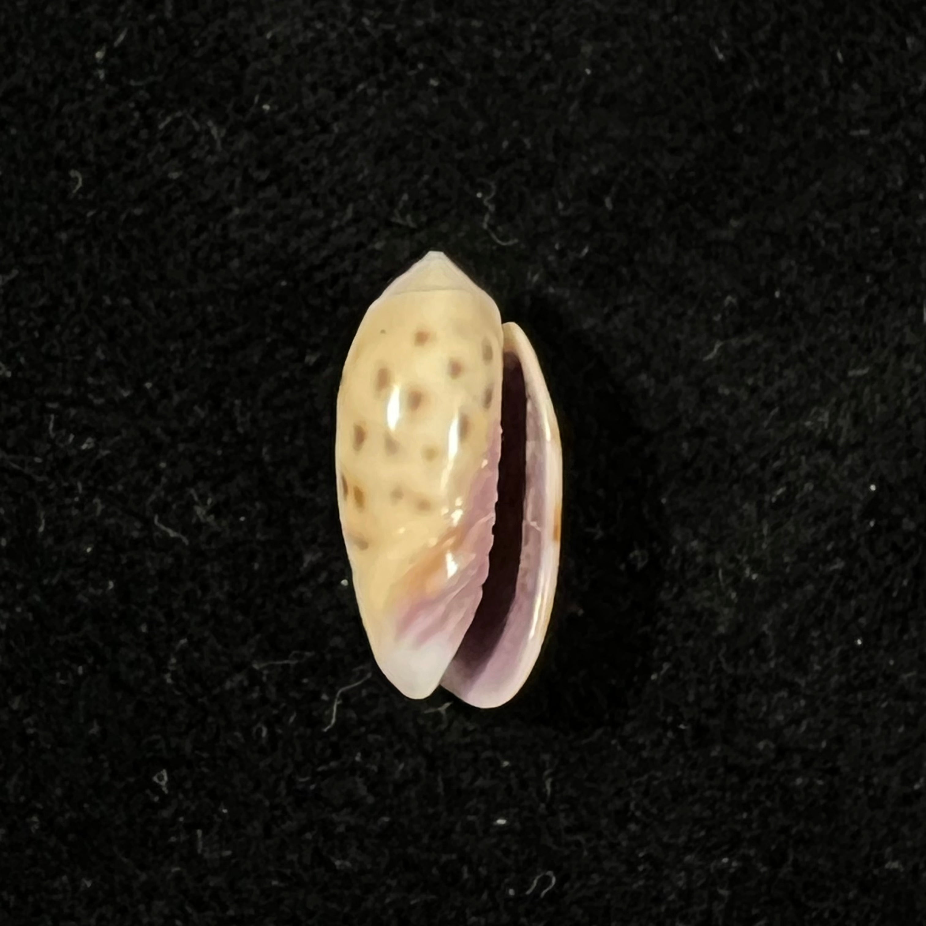 Oliva guttata Fischer von Waldheim, 1808 - 18mm