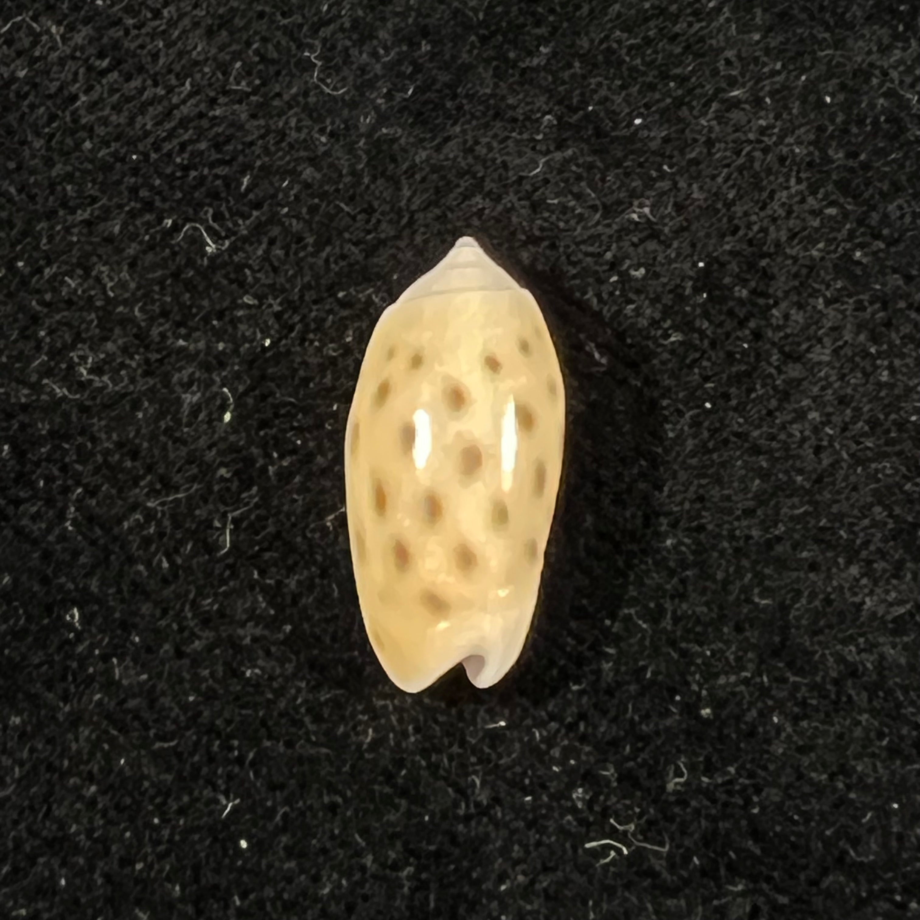 Oliva guttata Fischer von Waldheim, 1808 - 19,2mm
