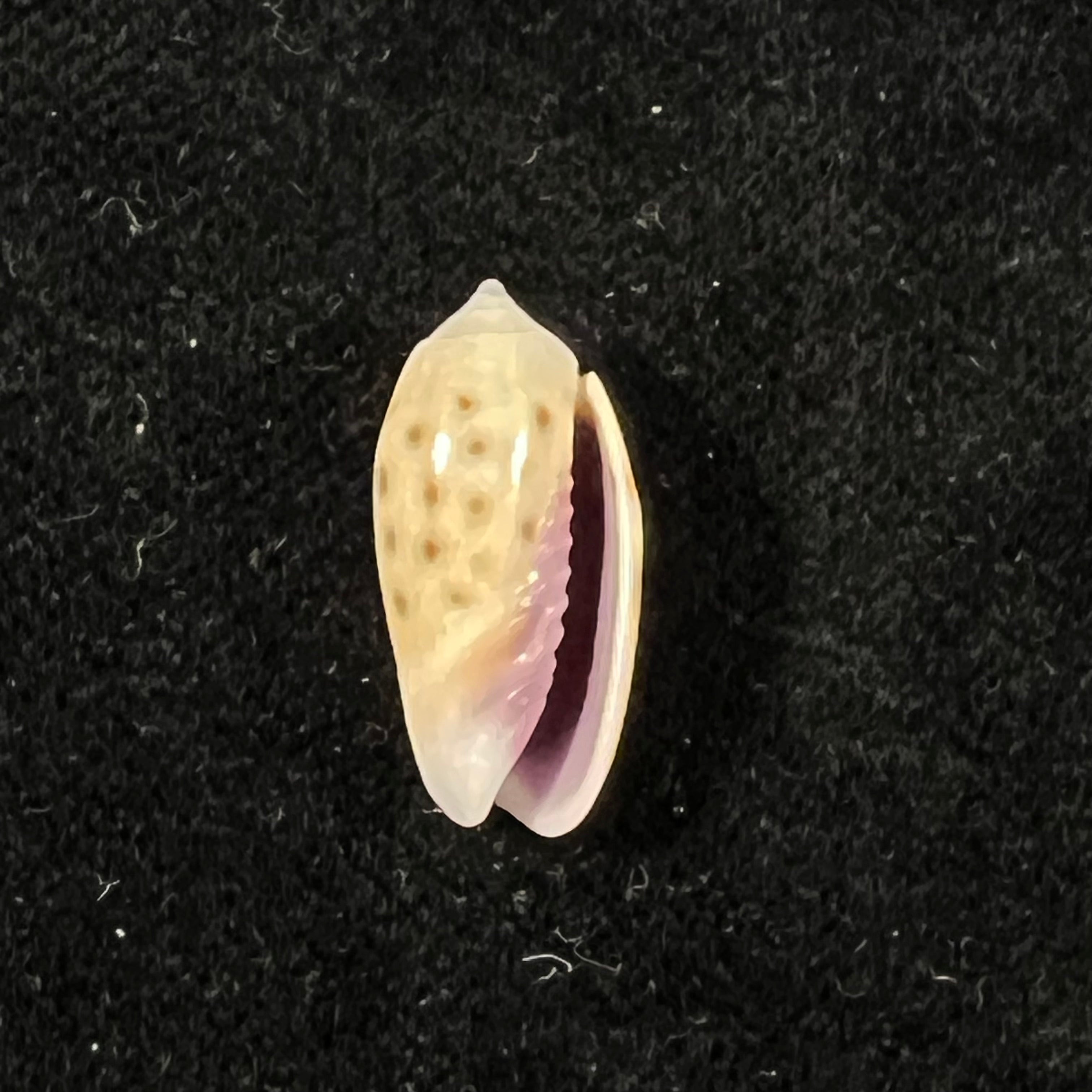 Oliva guttata Fischer von Waldheim, 1808 - 19,2mm