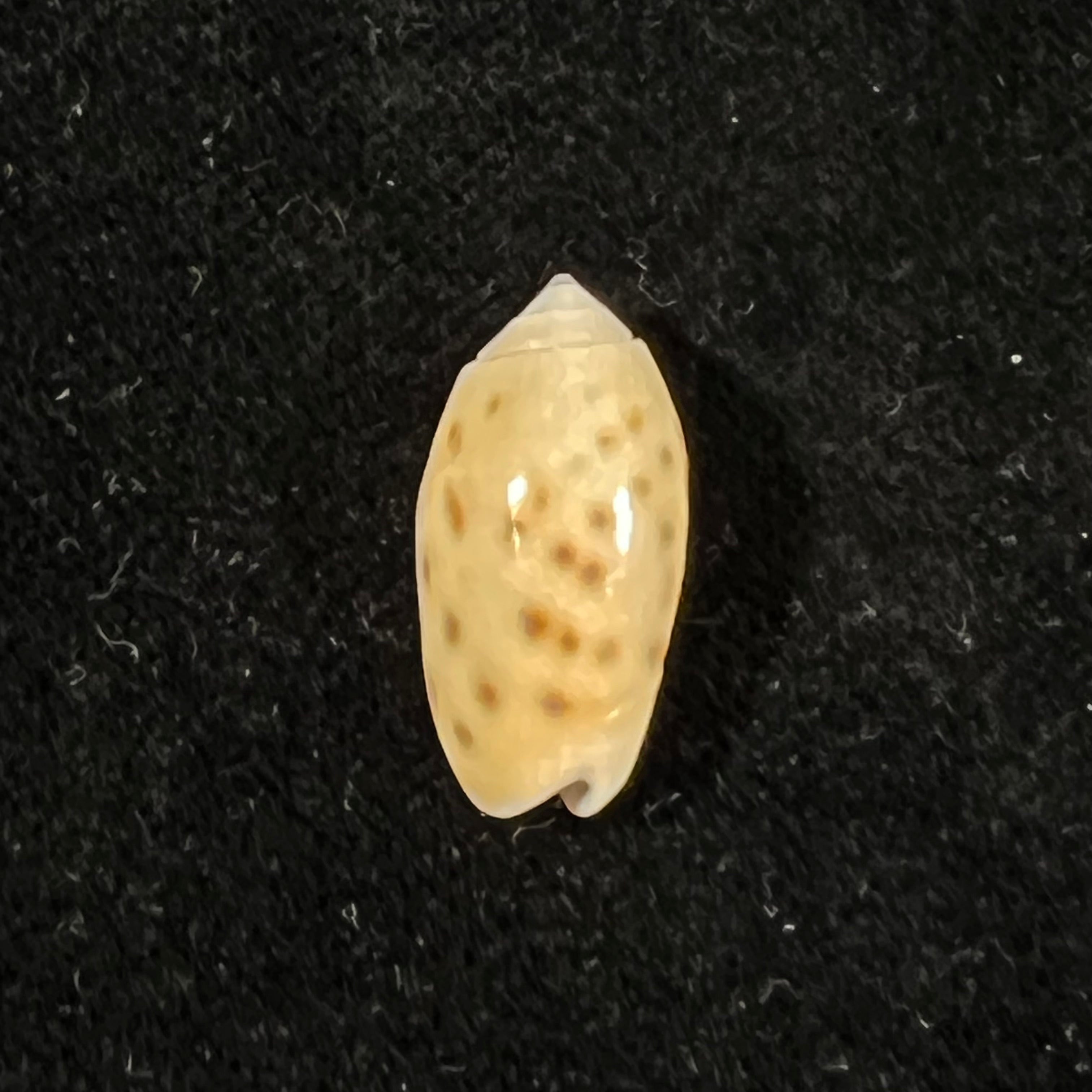 Oliva guttata Fischer von Waldheim, 1808 - 20,1mm