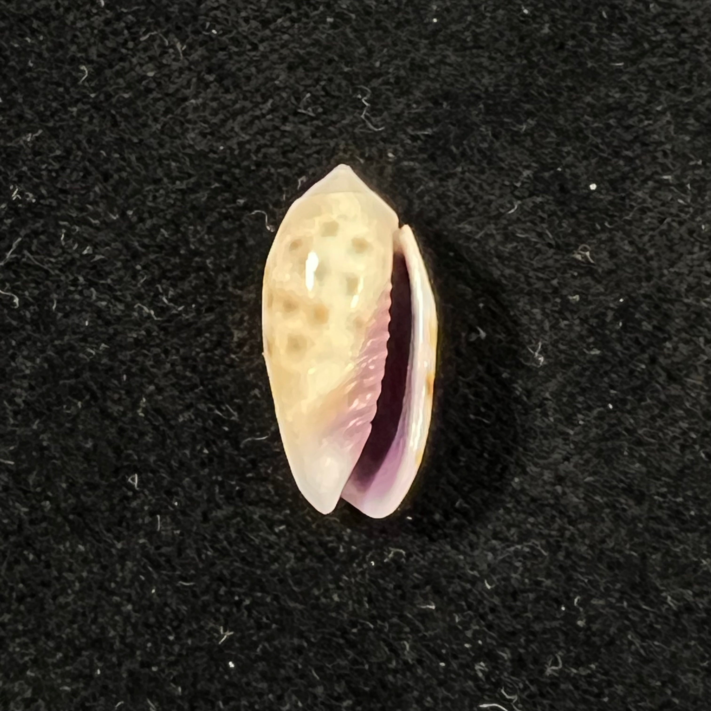 Oliva guttata Fischer von Waldheim, 1808 - 20,1mm