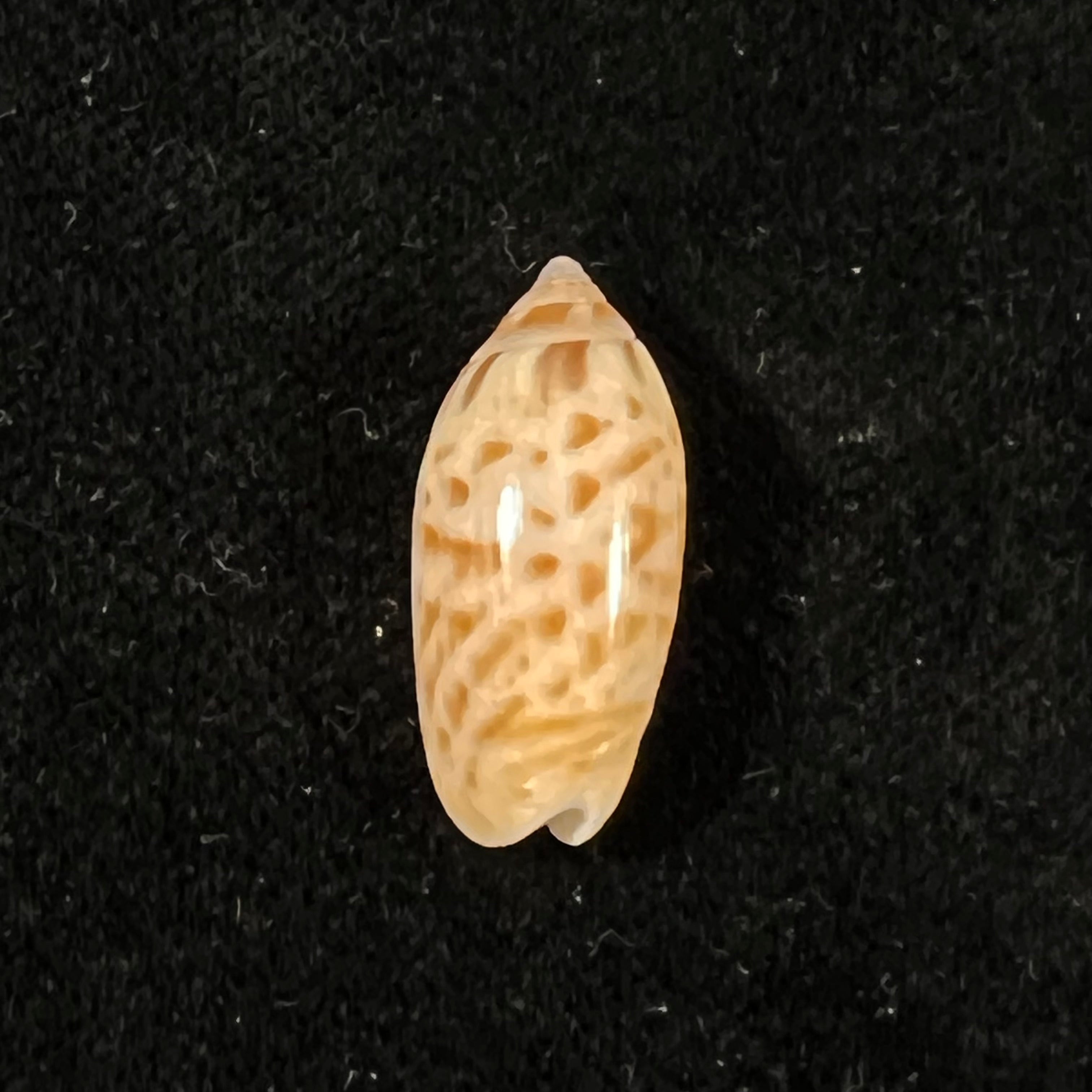 Felicioliva kaleontina (Duclos, 1835) - 22,3mm