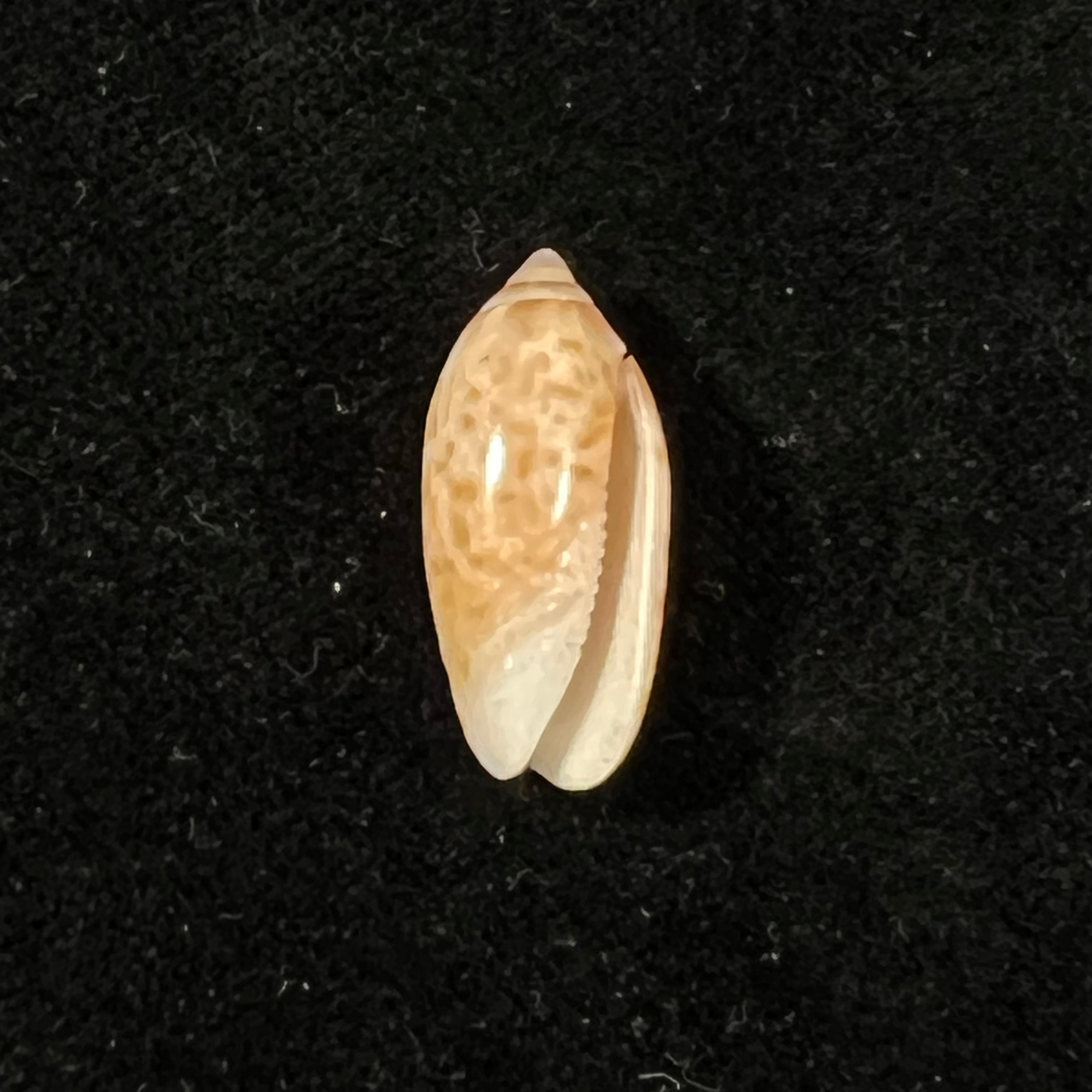 Felicioliva kaleontina (Duclos, 1835) - 22,3mm