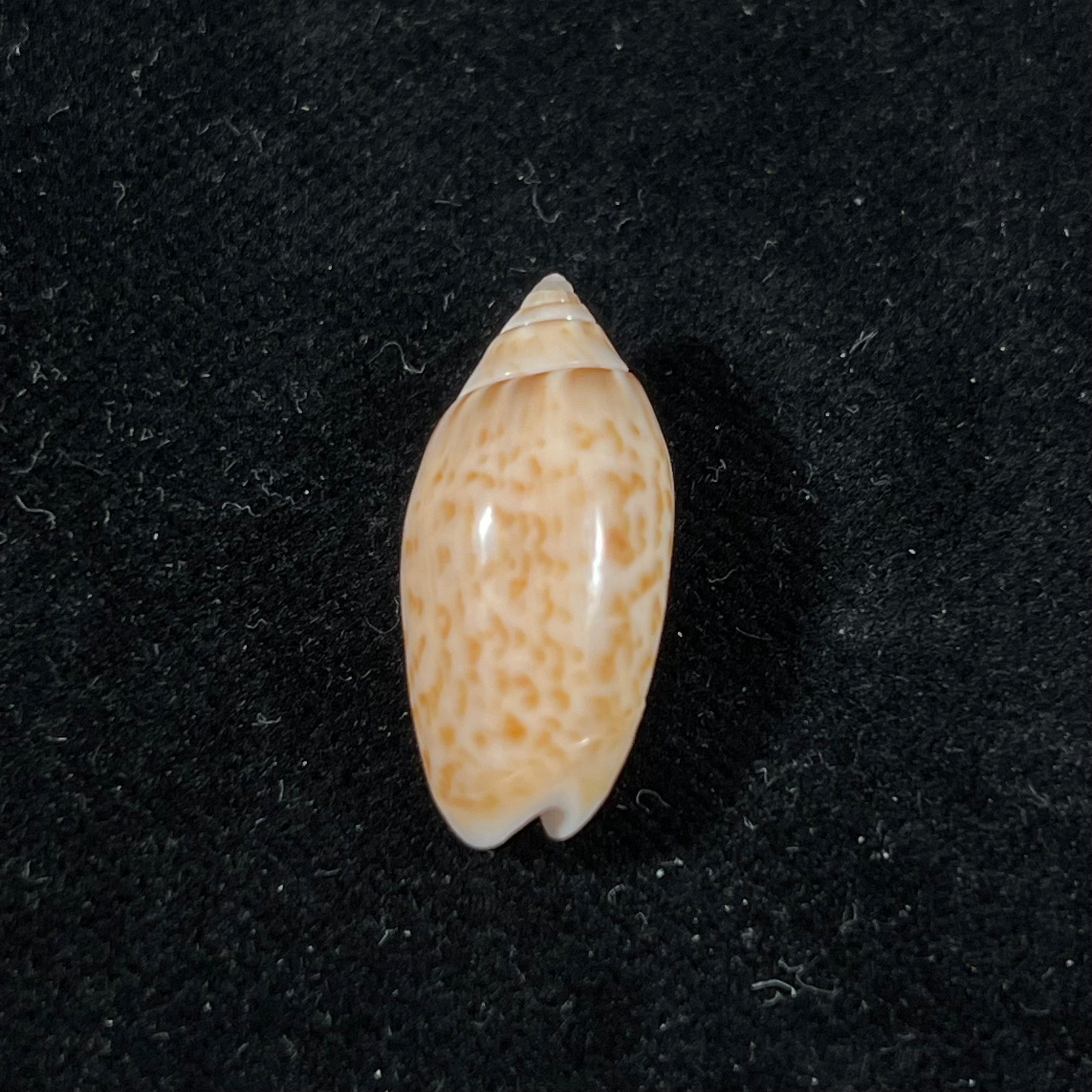 Felicioliva kaleontina (Duclos, 1835) - 23,5mm