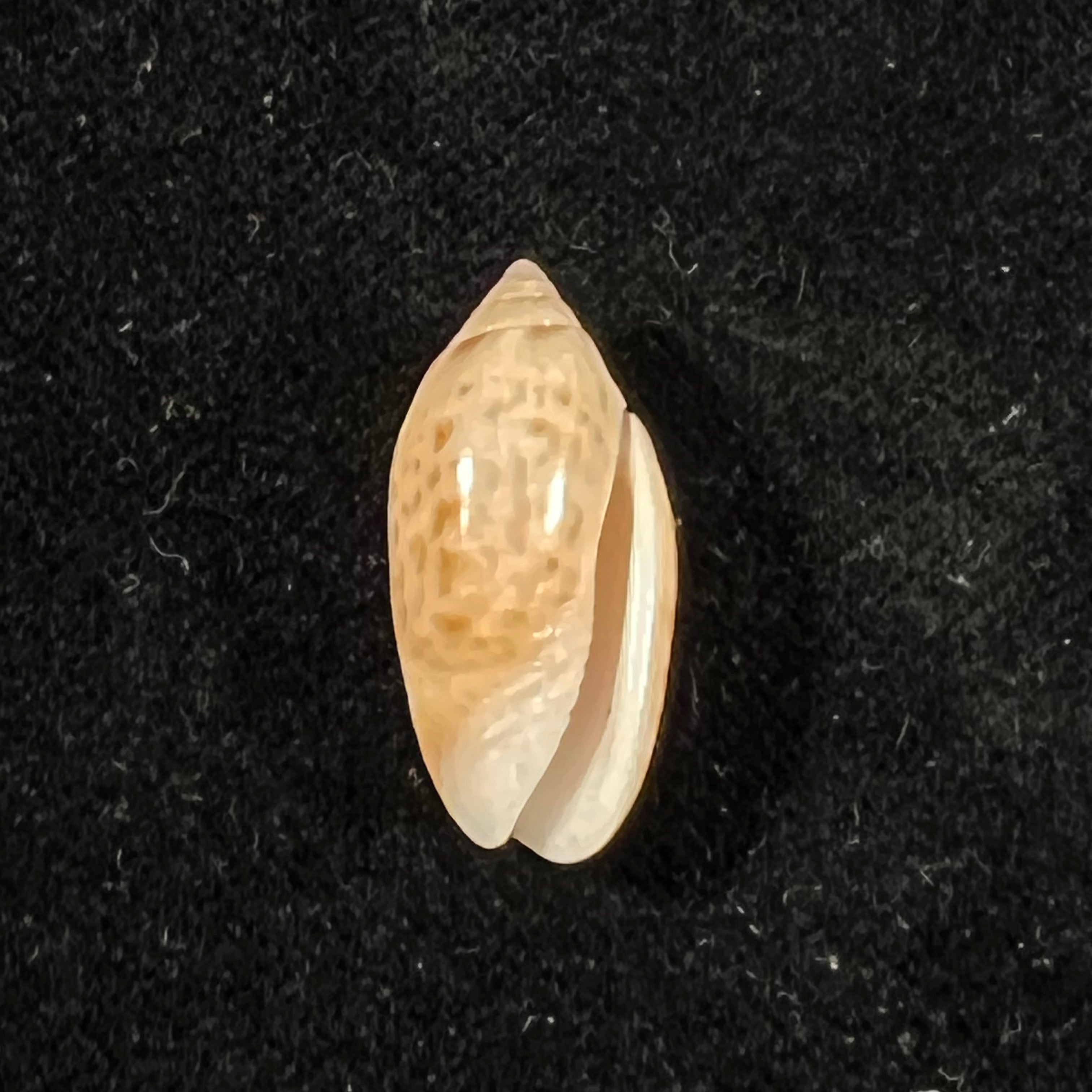 Felicioliva kaleontina (Duclos, 1835) - 23,5mm