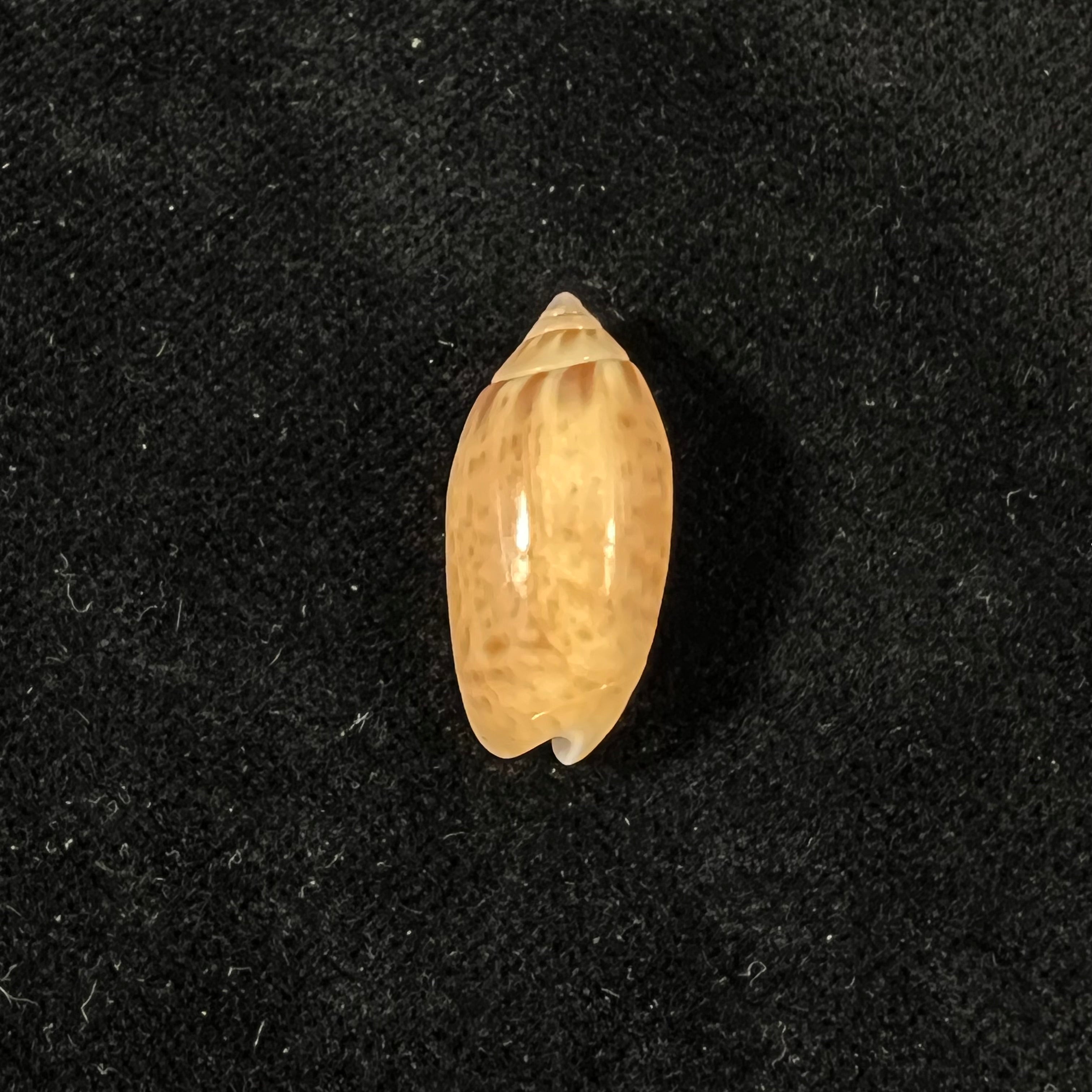 Felicioliva kaleontina (Duclos, 1835) - 22,1mm