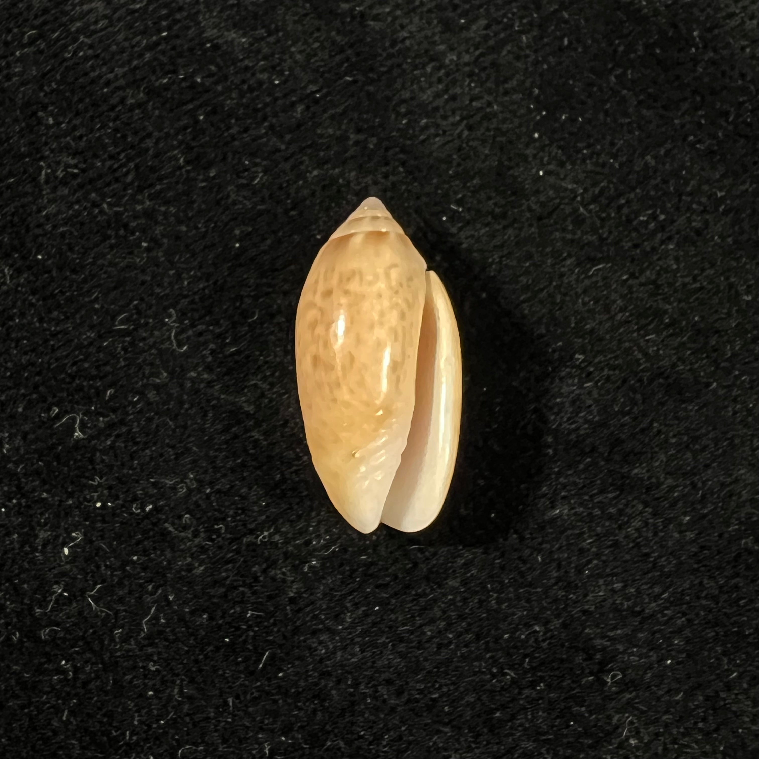 Felicioliva kaleontina (Duclos, 1835) - 22,1mm