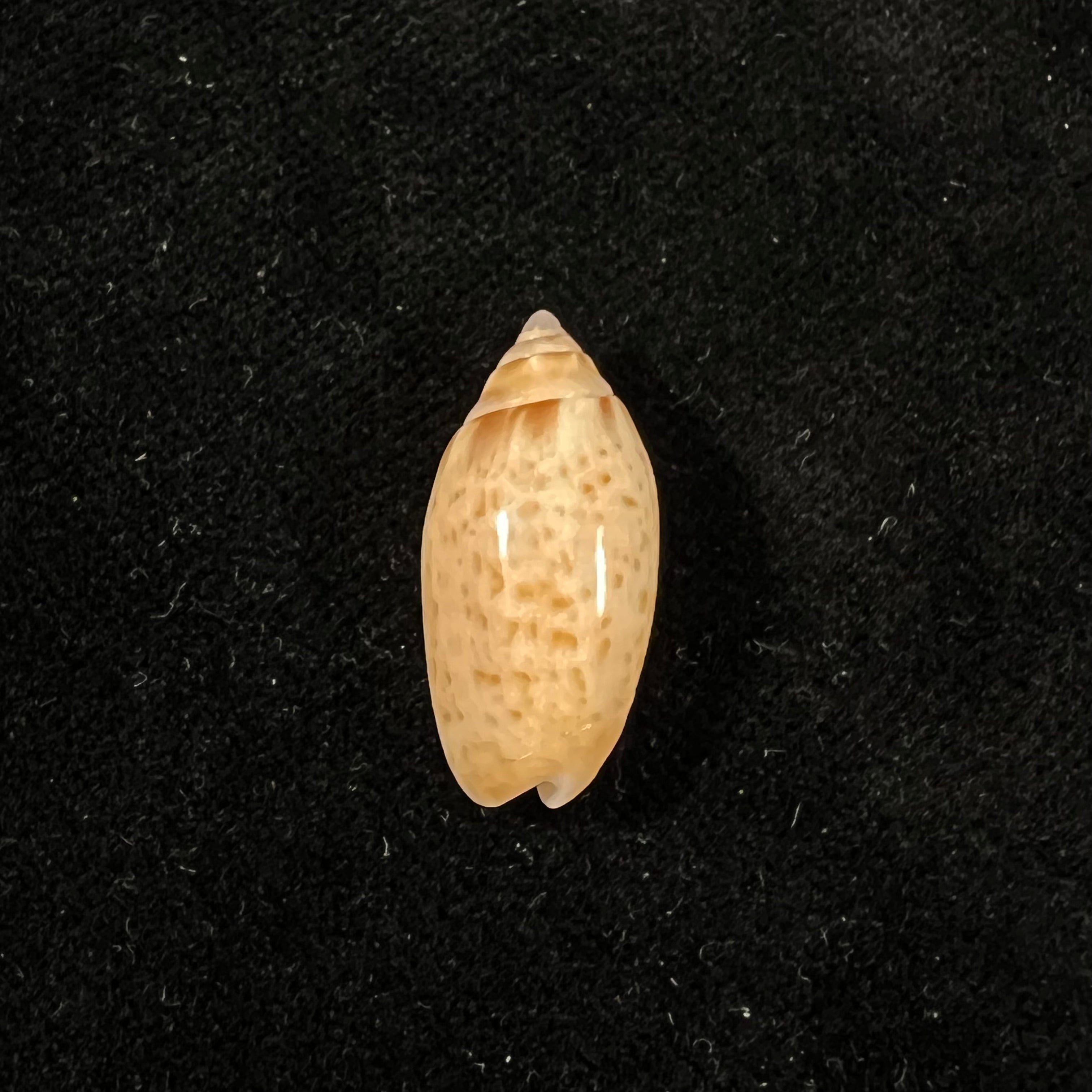 Felicioliva kaleontina (Duclos, 1835) - 23,4mm
