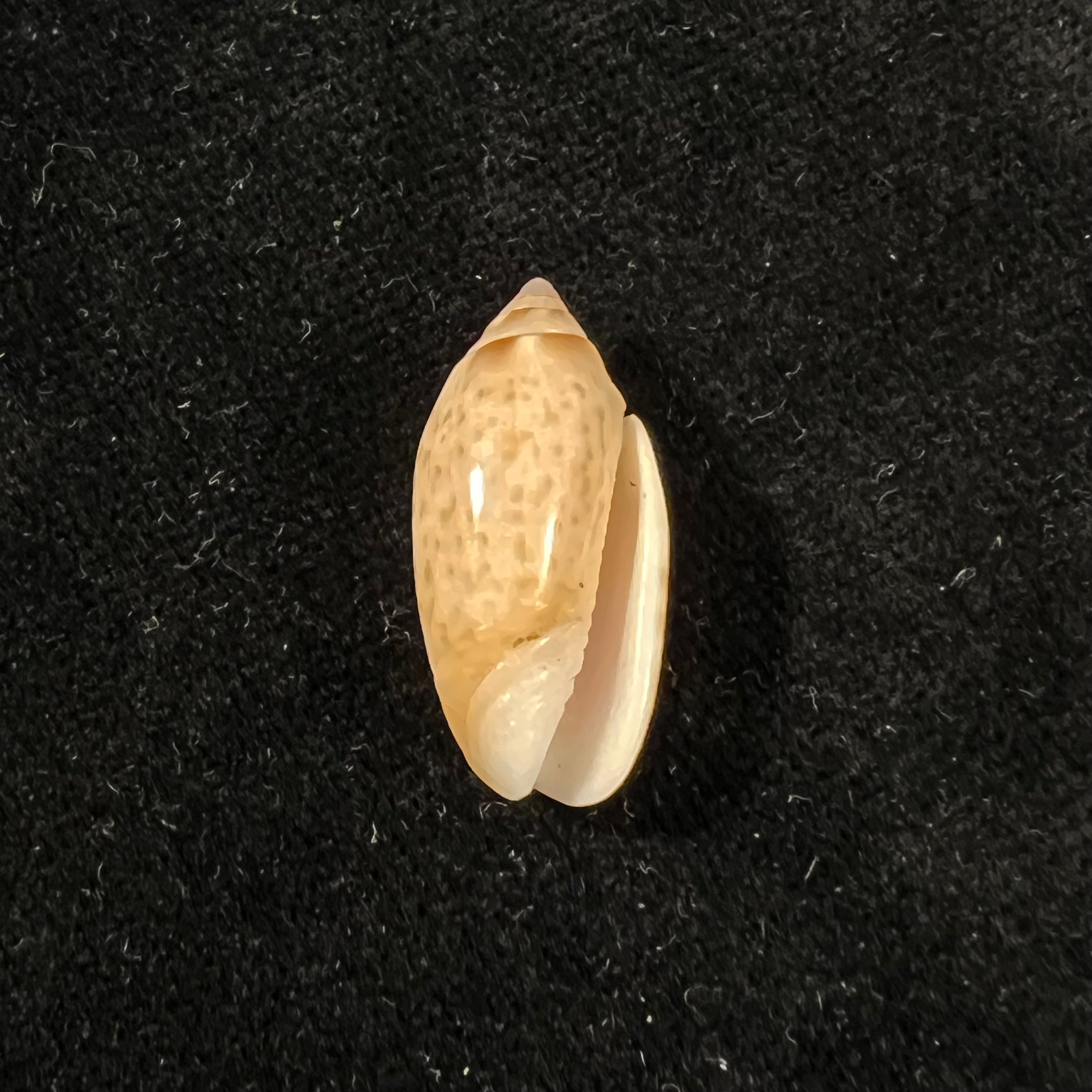 Felicioliva kaleontina (Duclos, 1835) - 23,4mm