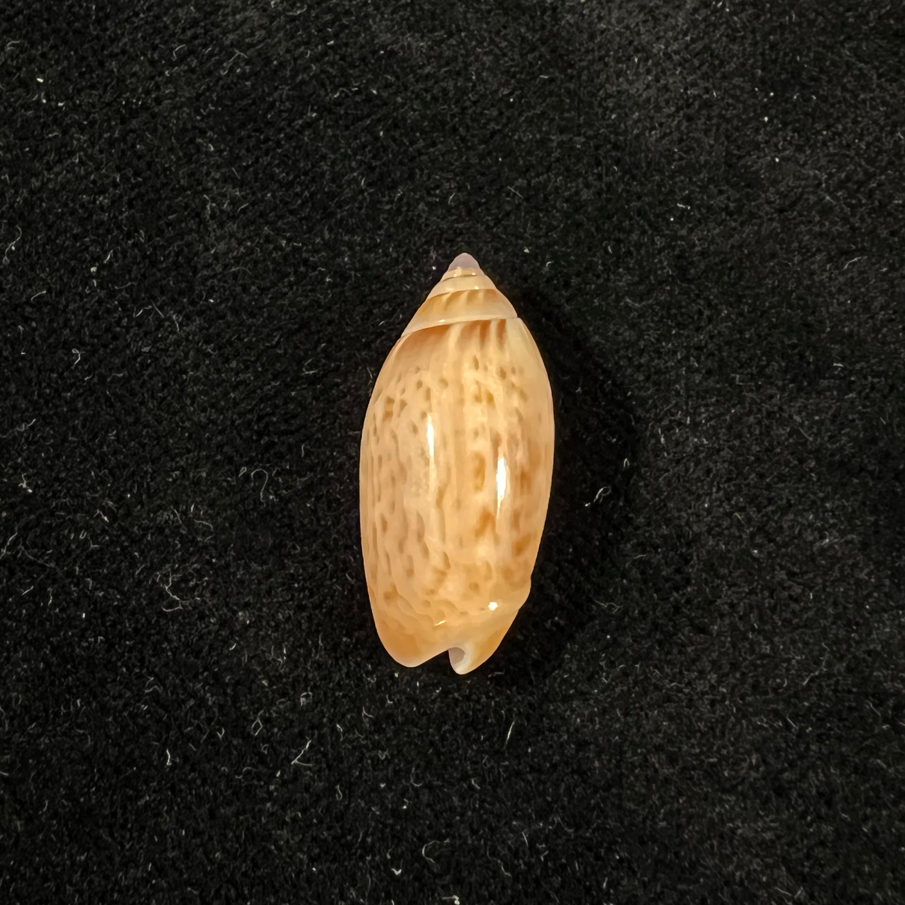 Felicioliva kaleontina (Duclos, 1835) - 23,7mm