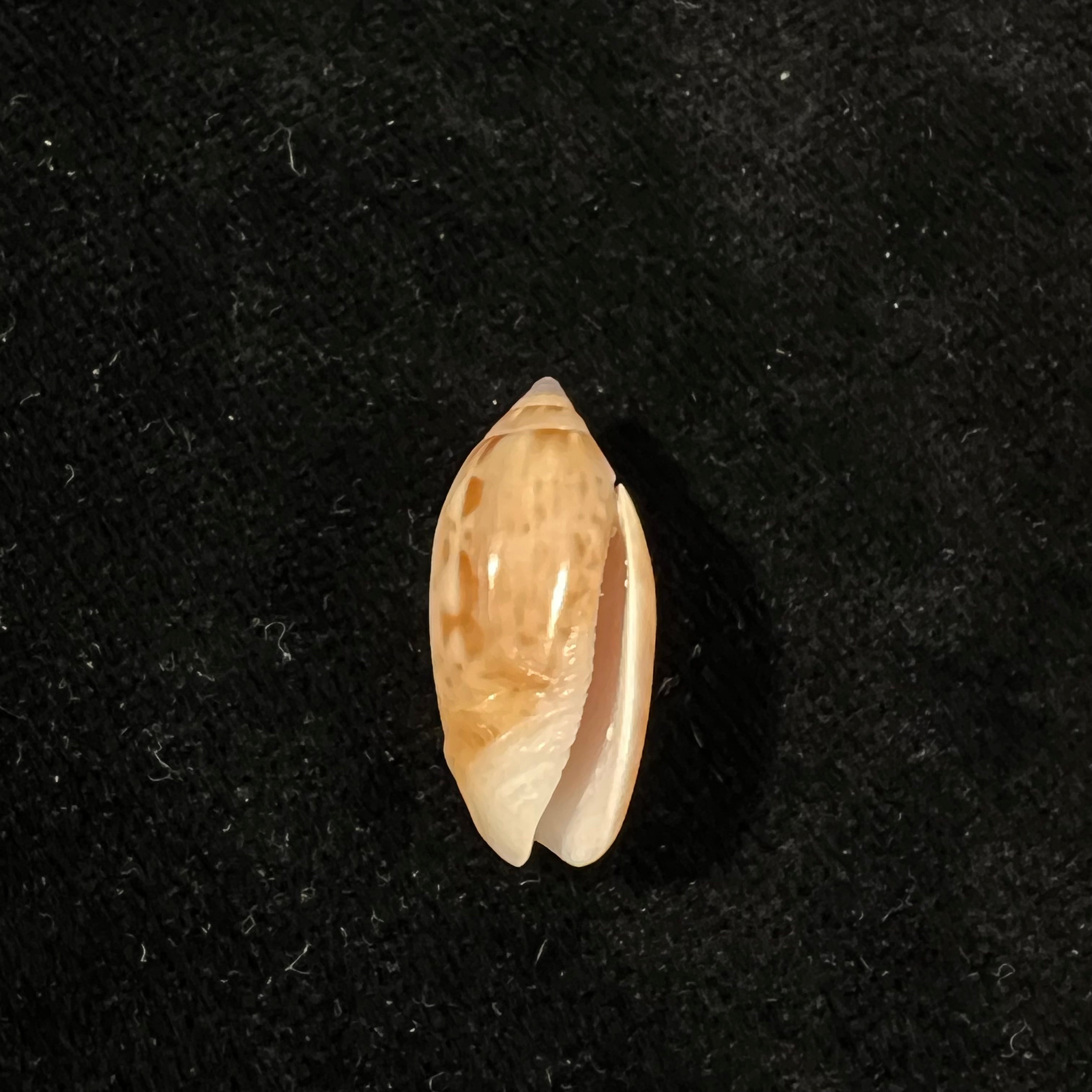 Felicioliva kaleontina (Duclos, 1835) - 23,7mm