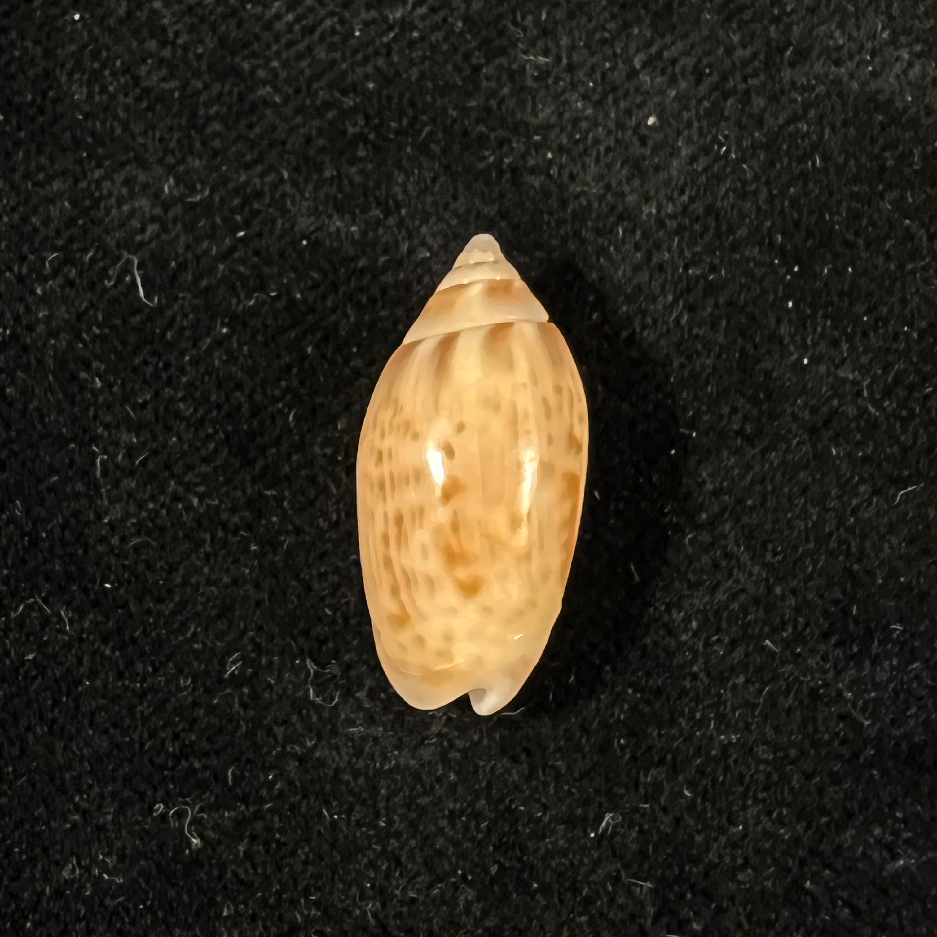 Felicioliva kaleontina (Duclos, 1835) - 22,8mm
