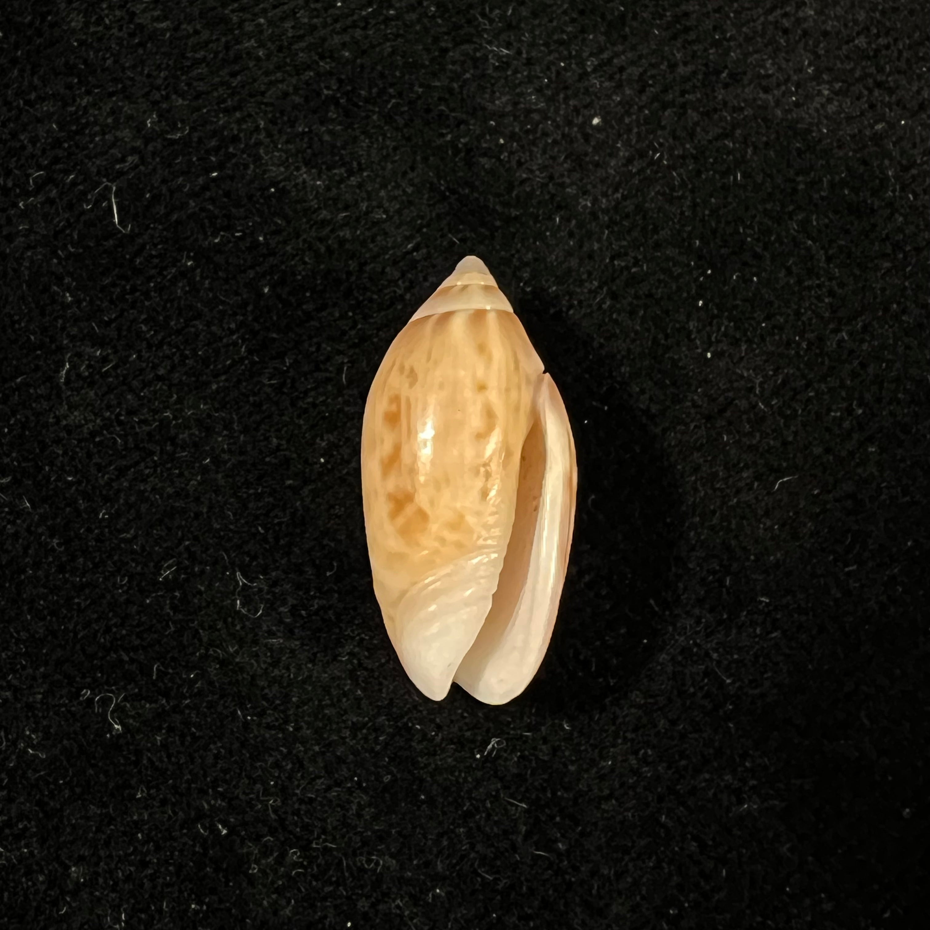 Felicioliva kaleontina (Duclos, 1835) - 22,8mm