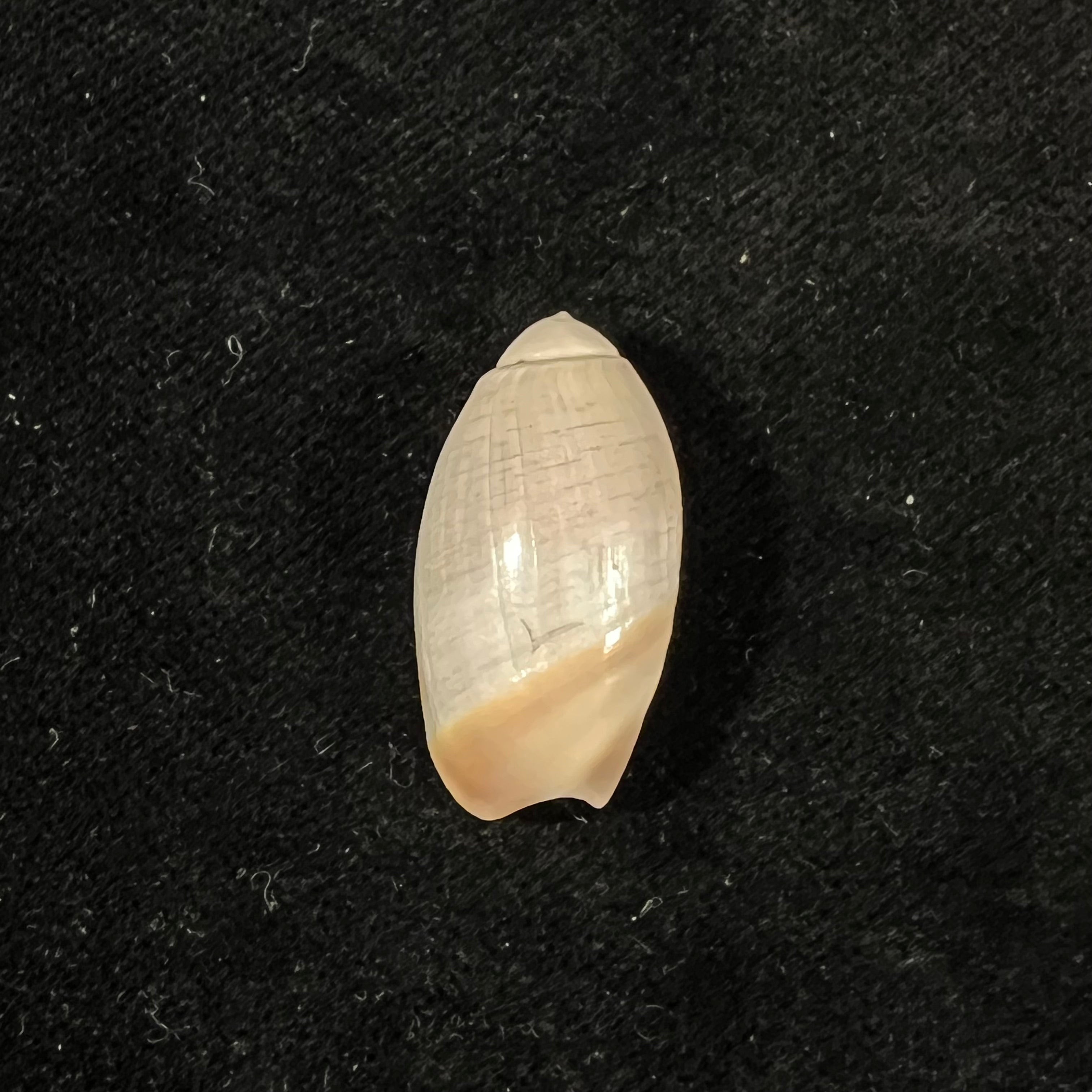Olivancillaria vesica (Gmelin, 1791) - 26,8mm