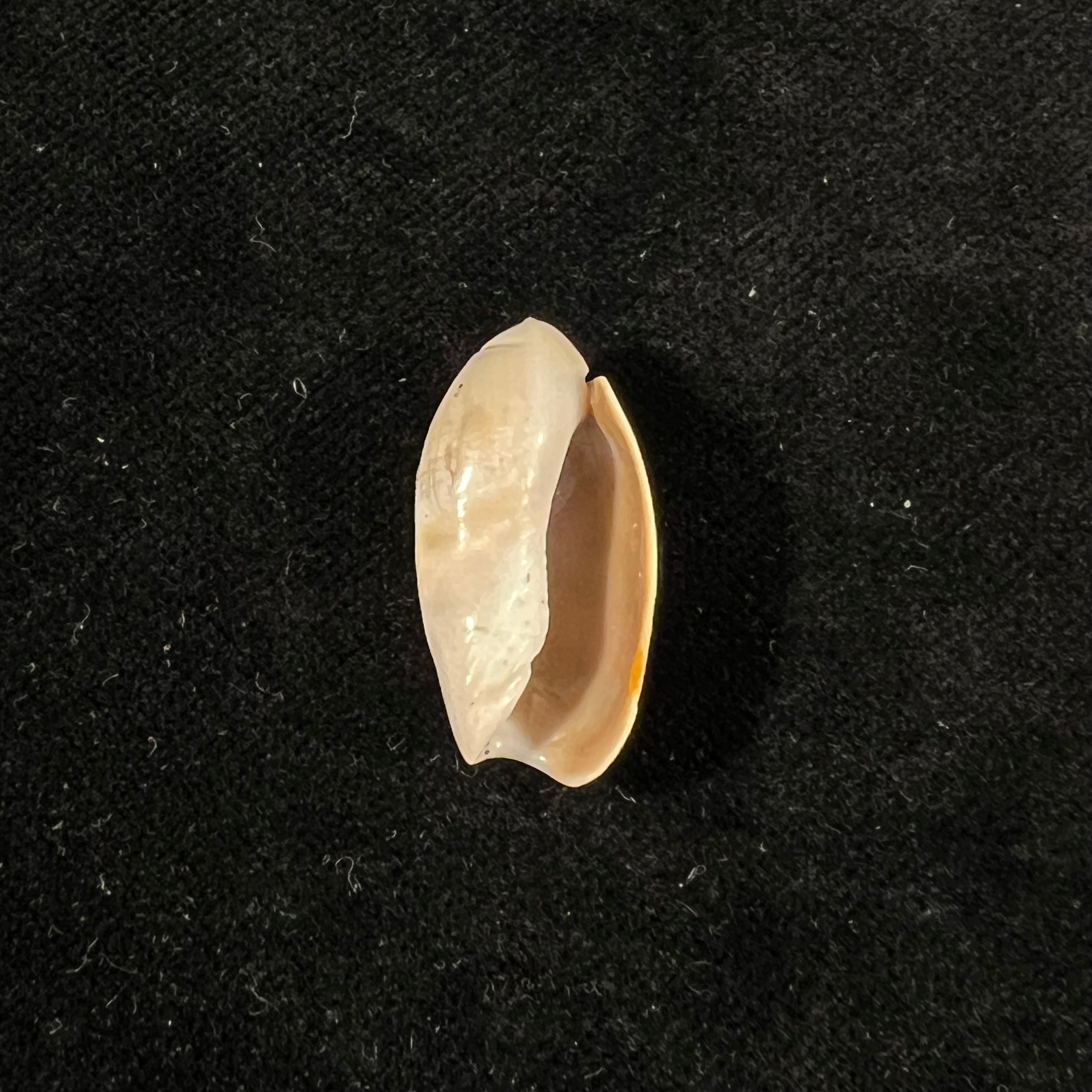 Olivancillaria vesica (Gmelin, 1791) - 26,8mm