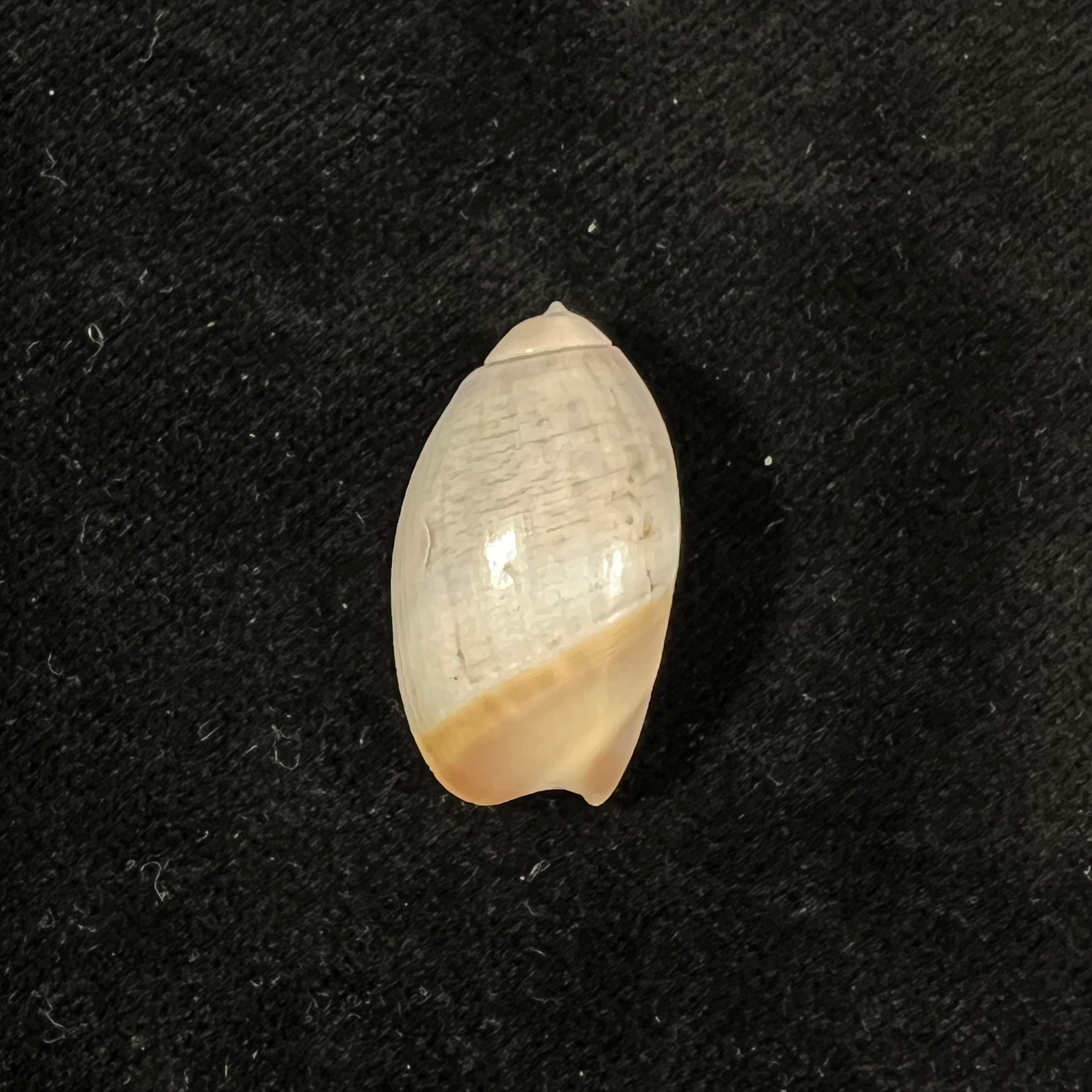 Olivancillaria vesica (Gmelin, 1791) - 26,5mm