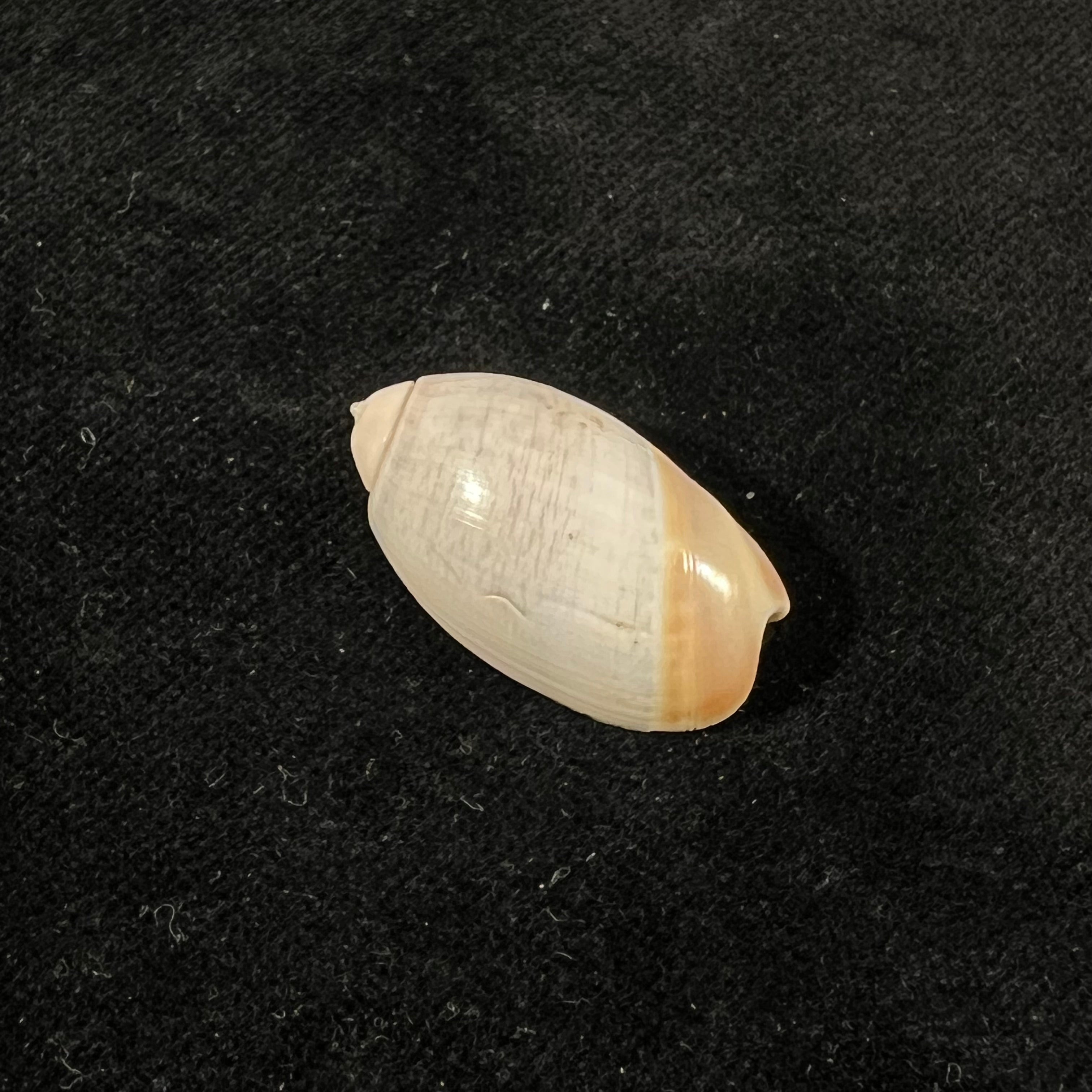 Olivancillaria vesica (Gmelin, 1791) - 26,5mm